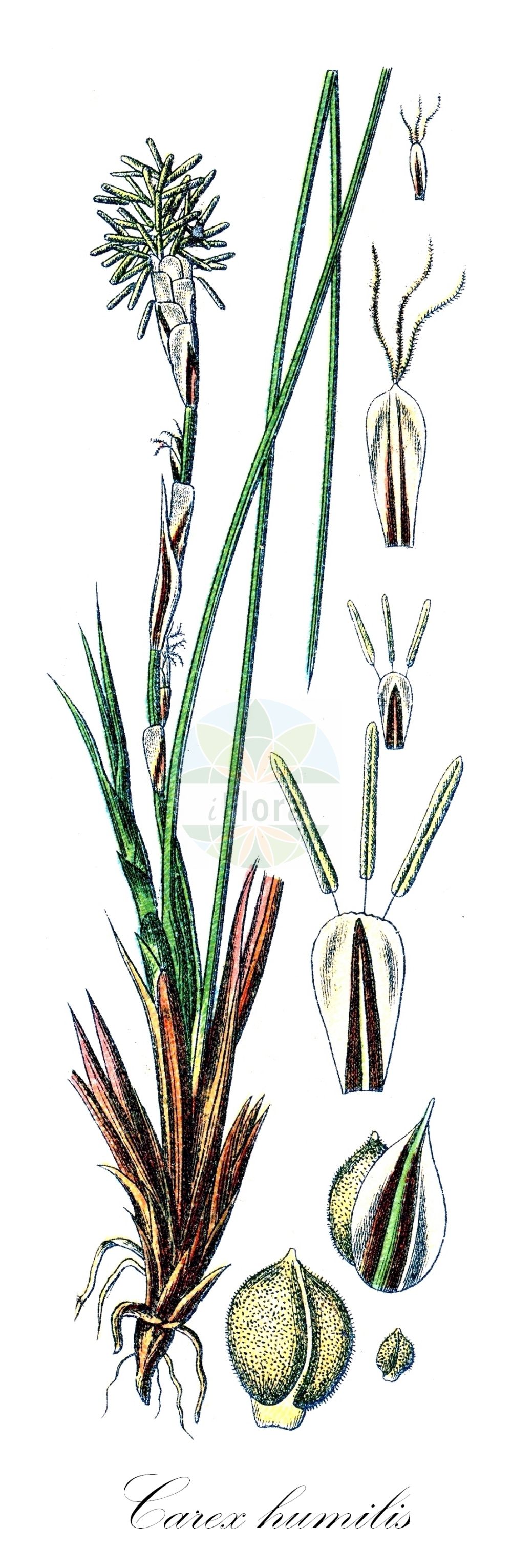 Historische Abbildung von Carex humilis (Erd-Segge - Dwarf Sedge). Das Bild zeigt Blatt, Bluete, Frucht und Same. ---- Historical Drawing of Carex humilis (Erd-Segge - Dwarf Sedge). The image is showing leaf, flower, fruit and seed.(Carex humilis,Erd-Segge,Dwarf Sedge,Carex buschiorum,Carex humilis,Erd-Segge,Dwarf Sedge,Carex,Segge,Sedge,Cyperaceae,Sauergräser,Sedge family,Blatt,Bluete,Frucht,Same,leaf,flower,fruit,seed,Sturm (1796f))