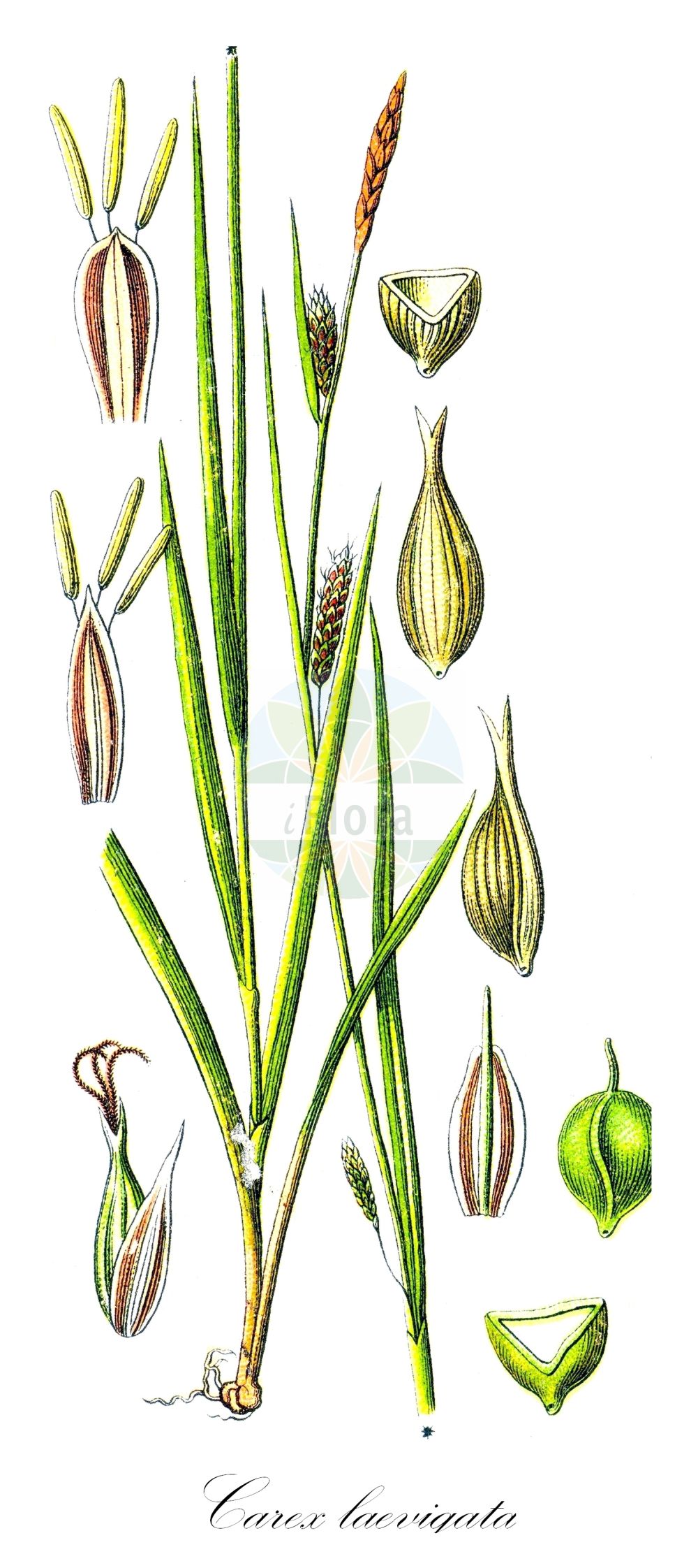 Historische Abbildung von Carex laevigata (Glatte Segge - Smooth-stalked Sedge). Das Bild zeigt Blatt, Bluete, Frucht und Same. ---- Historical Drawing of Carex laevigata (Glatte Segge - Smooth-stalked Sedge). The image is showing leaf, flower, fruit and seed.(Carex laevigata,Glatte Segge,Smooth-stalked Sedge,Carex laevigata,Carex welwitschii,Glatte Segge,Smooth-stalked Sedge,Smooth Sedge,Carex,Segge,Sedge,Cyperaceae,Sauergräser,Sedge family,Blatt,Bluete,Frucht,Same,leaf,flower,fruit,seed,Sturm (1796f))