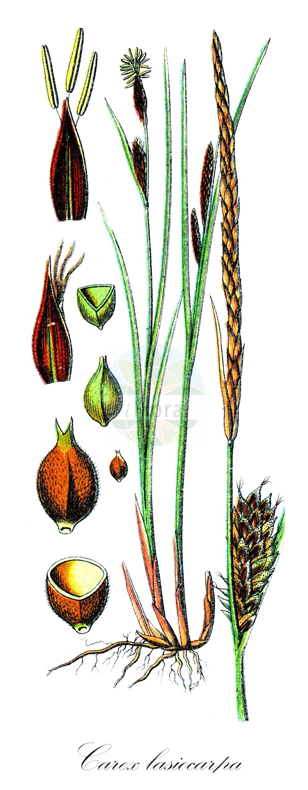 Historische Abbildung von Carex lasiocarpa (Faden-Segge - Slender Sedge). Das Bild zeigt Blatt, Bluete, Frucht und Same. ---- Historical Drawing of Carex lasiocarpa (Faden-Segge - Slender Sedge). The image is showing leaf, flower, fruit and seed.(Carex lasiocarpa,Faden-Segge,Slender Sedge,Carex lasiocarpa,Faden-Segge,Slender Sedge,Slender-leaved Sedge,Woollyfruit Sedge,Wool-fruit Sedge,Carex,Segge,Sedge,Cyperaceae,Sauergräser,Sedge family,Blatt,Bluete,Frucht,Same,leaf,flower,fruit,seed,Sturm (1796f))