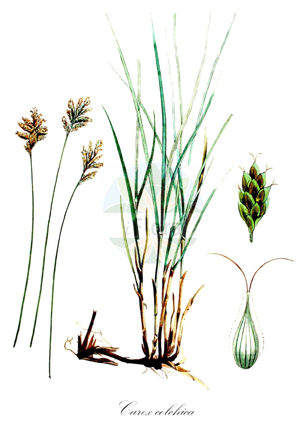 Historische Abbildung von Carex colchica (Französische Segge - French Sedge). Das Bild zeigt Blatt, Bluete, Frucht und Same. ---- Historical Drawing of Carex colchica (Französische Segge - French Sedge). The image is showing leaf, flower, fruit and seed.(Carex colchica,Französische Segge,French Sedge,Carex colchica,Carex ligerica,Franzoesische Segge,French Sedge,Carex,Segge,Sedge,Cyperaceae,Sauergräser,Sedge family,Blatt,Bluete,Frucht,Same,leaf,flower,fruit,seed,Kops (1800-1934))