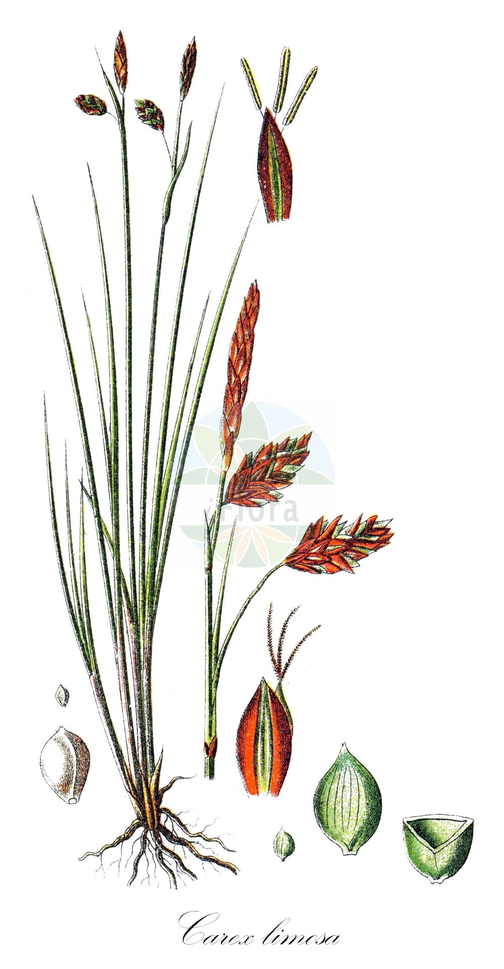 Historische Abbildung von Carex limosa (Schlamm-Segge - Bog-Sedge). Das Bild zeigt Blatt, Bluete, Frucht und Same. ---- Historical Drawing of Carex limosa (Schlamm-Segge - Bog-Sedge). The image is showing leaf, flower, fruit and seed.(Carex limosa,Schlamm-Segge,Bog-Sedge,Carex limosa,Schlamm-Segge,Bog-Sedge,Mud Sedge,Carex,Segge,Sedge,Cyperaceae,Sauergräser,Sedge family,Blatt,Bluete,Frucht,Same,leaf,flower,fruit,seed,Sturm (1796f))