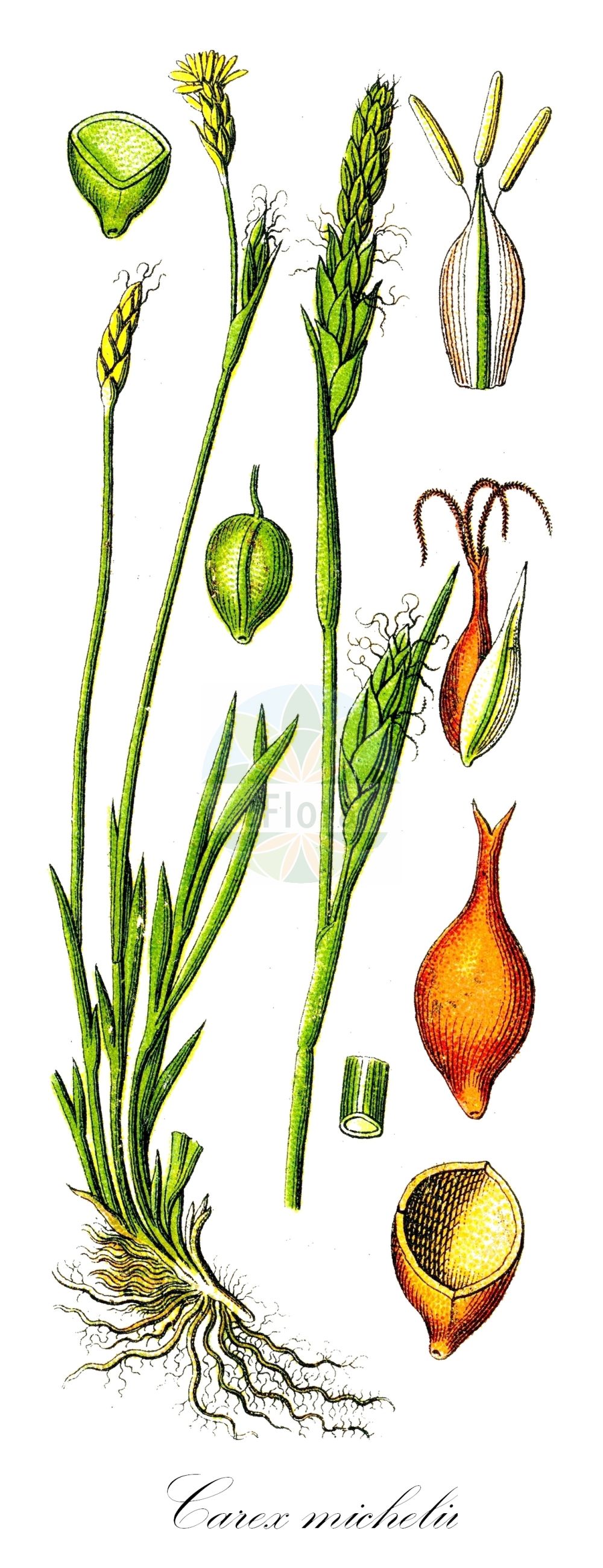 Historische Abbildung von Carex michelii (Michelis Segge - Michel's Sedge). Das Bild zeigt Blatt, Bluete, Frucht und Same. ---- Historical Drawing of Carex michelii (Michelis Segge - Michel's Sedge). The image is showing leaf, flower, fruit and seed.(Carex michelii,Michelis Segge,Michel's Sedge,Carex michelii,Michelis Segge,Michel's Sedge,Carex,Segge,Sedge,Cyperaceae,Sauergräser,Sedge family,Blatt,Bluete,Frucht,Same,leaf,flower,fruit,seed,Sturm (1796f))