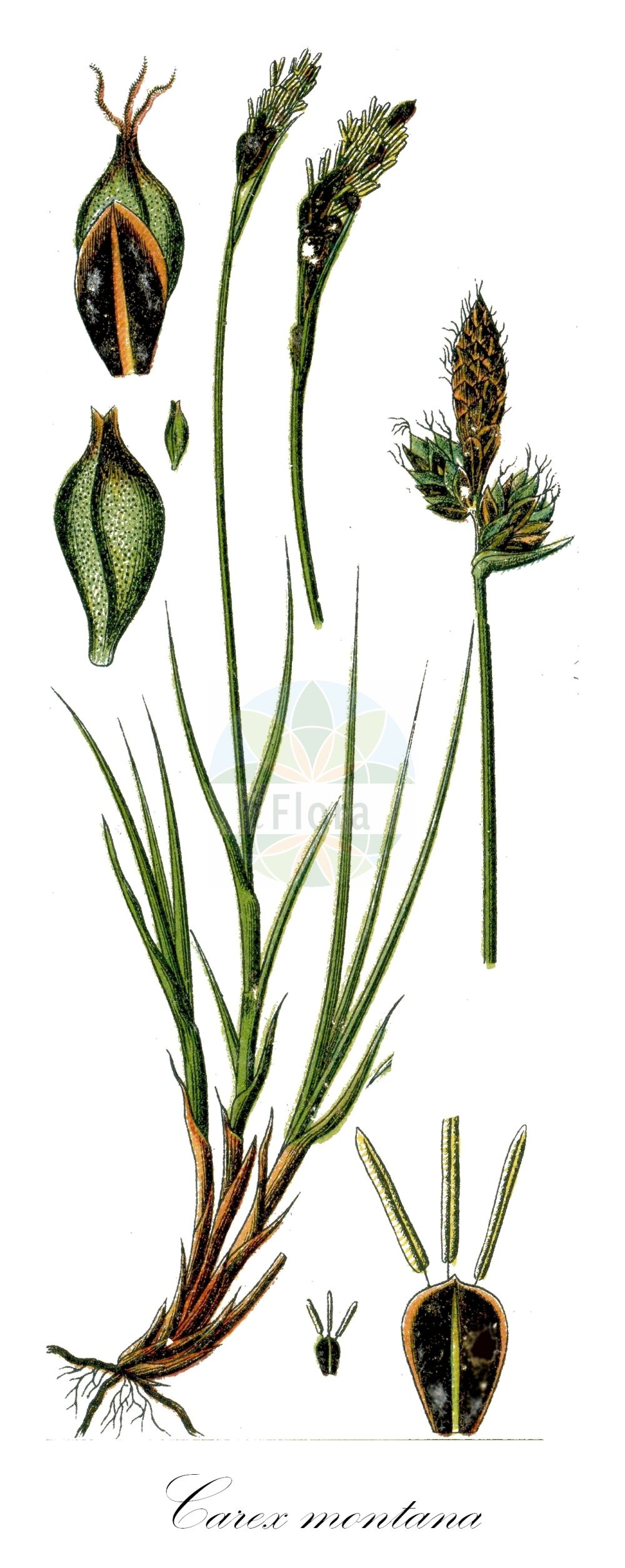 Historische Abbildung von Carex montana (Berg-Segge - Soft-leaved Sedge). Das Bild zeigt Blatt, Bluete, Frucht und Same. ---- Historical Drawing of Carex montana (Berg-Segge - Soft-leaved Sedge). The image is showing leaf, flower, fruit and seed.(Carex montana,Berg-Segge,Soft-leaved Sedge,Carex csetzii,Carex montana,Carex montana subsp. csetzii,Berg-Segge,Soft-leaved Sedge,Mountain Sedge,Short-leaved Sedge,Carex,Segge,Sedge,Cyperaceae,Sauergräser,Sedge family,Blatt,Bluete,Frucht,Same,leaf,flower,fruit,seed,Sturm (1796f))