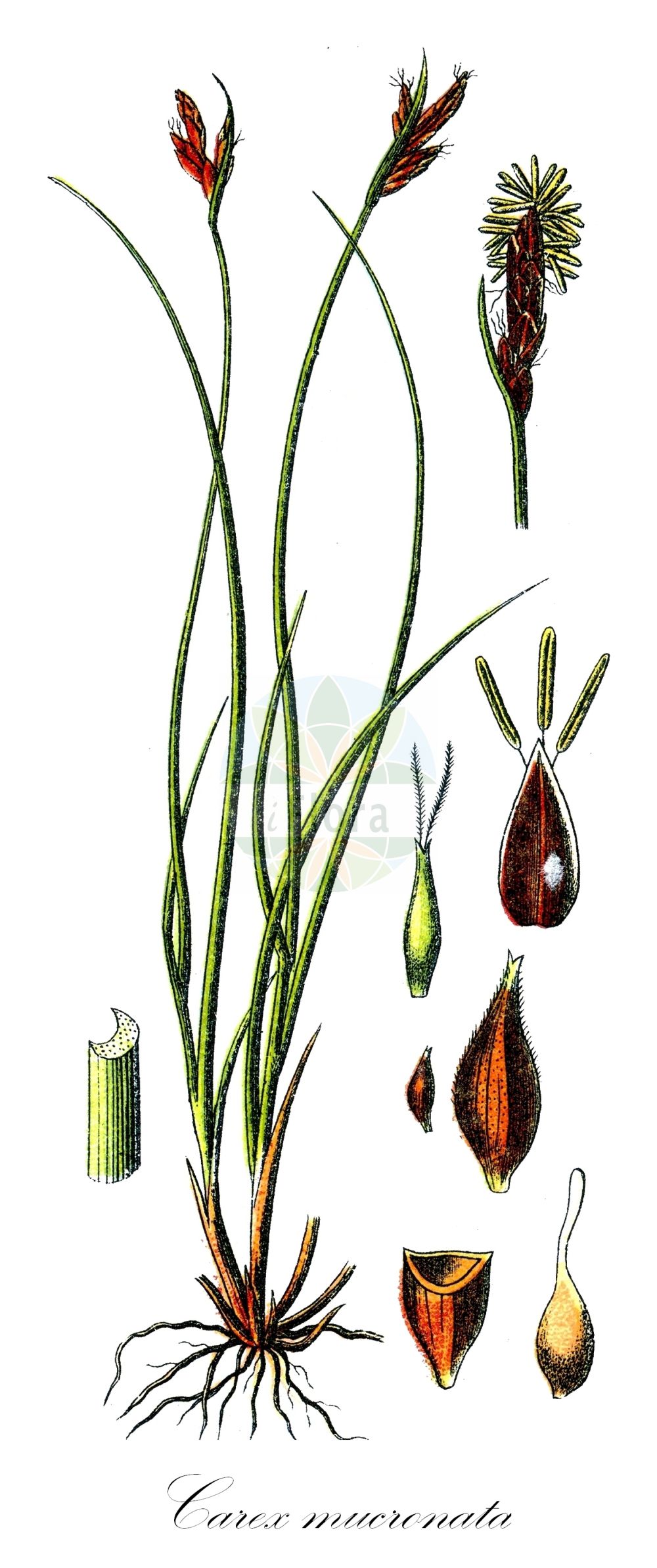 Historische Abbildung von Carex mucronata (Stachelspitzige Segge - Peaked Sedge). Das Bild zeigt Blatt, Bluete, Frucht und Same. ---- Historical Drawing of Carex mucronata (Stachelspitzige Segge - Peaked Sedge). The image is showing leaf, flower, fruit and seed.(Carex mucronata,Stachelspitzige Segge,Peaked Sedge,Carex mucronata,Stachelspitzige Segge,Peaked Sedge,Carex,Segge,Sedge,Cyperaceae,Sauergräser,Sedge family,Blatt,Bluete,Frucht,Same,leaf,flower,fruit,seed,Sturm (1796f))