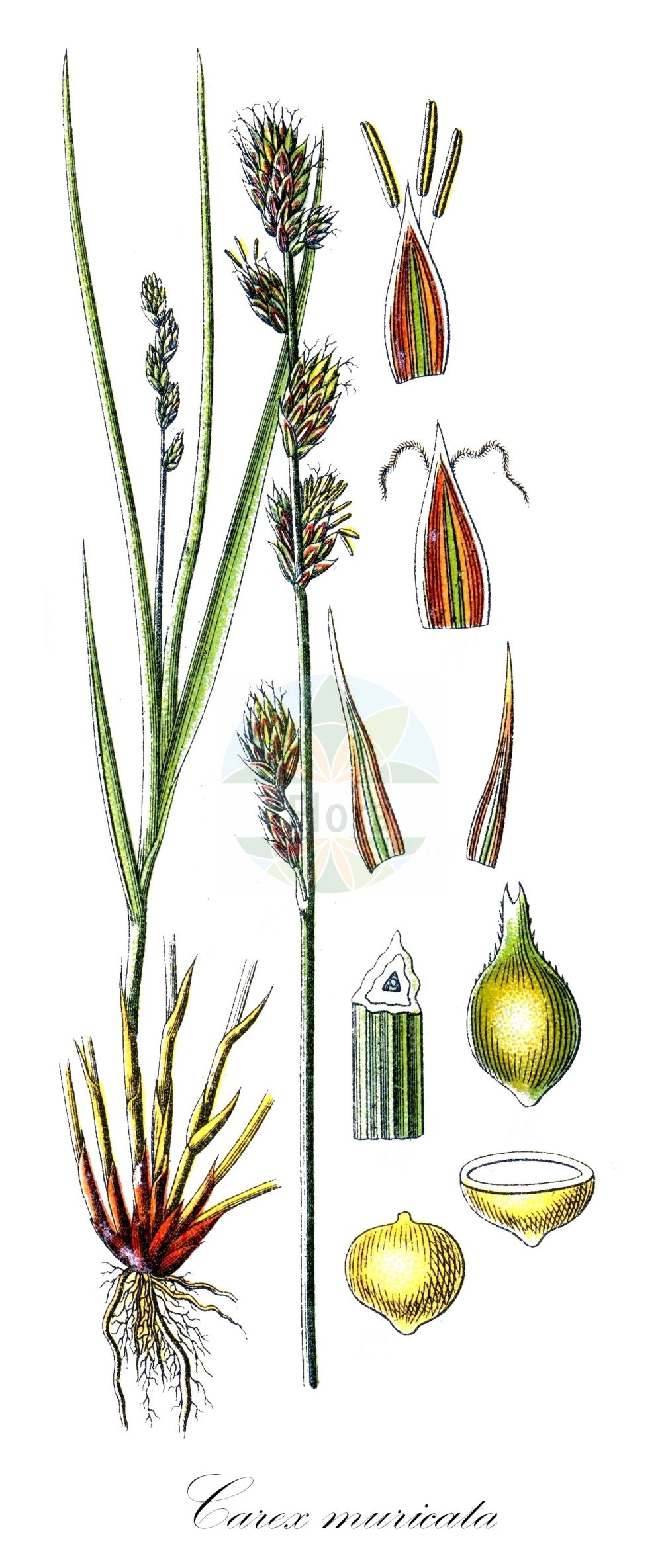 Historische Abbildung von Carex muricata (Sparrige Segge - Large-fruited Prickly-Sedge). Das Bild zeigt Blatt, Bluete, Frucht und Same. ---- Historical Drawing of Carex muricata (Sparrige Segge - Large-fruited Prickly-Sedge). The image is showing leaf, flower, fruit and seed.(Carex muricata,Sparrige Segge,Large-fruited Prickly-Sedge,Carex muricata,Vignea muricata,Sparrige Segge,Large-fruited Prickly-Sedge,Spiked Sedge,Carex,Segge,Sedge,Cyperaceae,Sauergräser,Sedge family,Blatt,Bluete,Frucht,Same,leaf,flower,fruit,seed,Sturm (1796f))