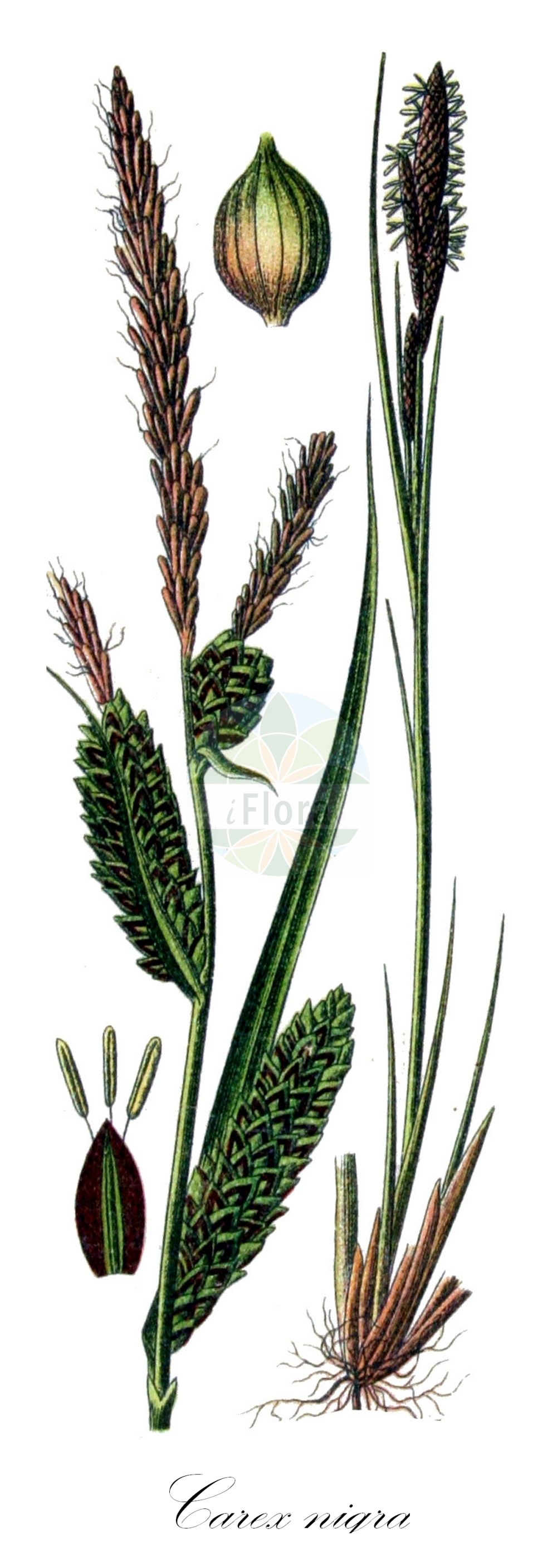 Historische Abbildung von Carex nigra (Wiesen-Segge - Common Sedge). Das Bild zeigt Blatt, Bluete, Frucht und Same. ---- Historical Drawing of Carex nigra (Wiesen-Segge - Common Sedge). The image is showing leaf, flower, fruit and seed.(Carex nigra,Wiesen-Segge,Common Sedge,Carex fusca,Carex goodenowii,Carex intricata,Carex juncella,Carex nigra,Carex stolonifera,Carex transcaucasica,Carex vulgaris,Carex wiluica,Wiesen-Segge,Braune Segge,Common Sedge,Small-flowered Sedge,Smooth Black Sedge,Carex,Segge,Sedge,Cyperaceae,Sauergräser,Sedge family,Blatt,Bluete,Frucht,Same,leaf,flower,fruit,seed,Sturm (1796f))