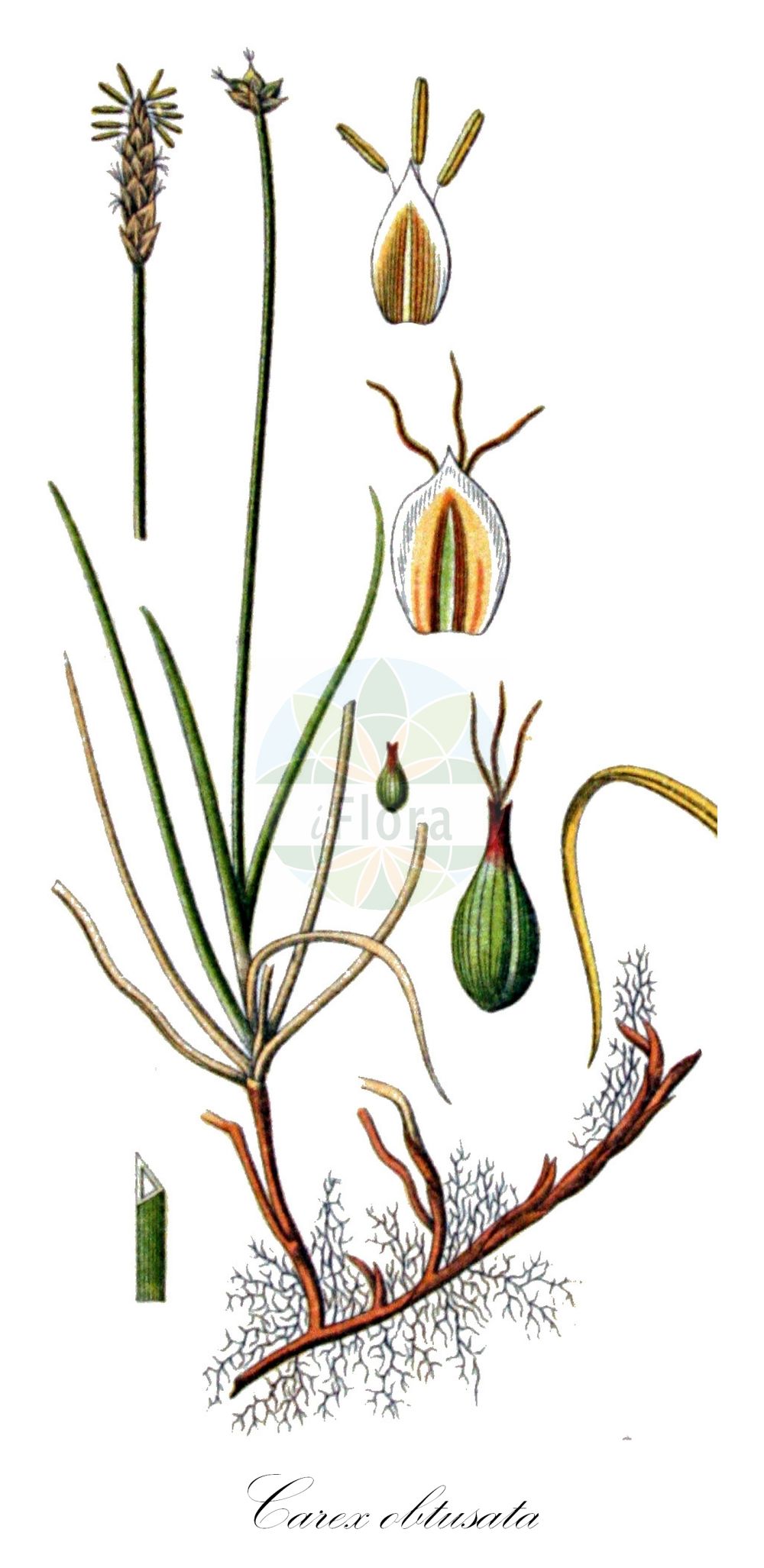 Historische Abbildung von Carex obtusata (Stumpfe Segge - Obtuse Sedge). Das Bild zeigt Blatt, Bluete, Frucht und Same. ---- Historical Drawing of Carex obtusata (Stumpfe Segge - Obtuse Sedge). The image is showing leaf, flower, fruit and seed.(Carex obtusata,Stumpfe Segge,Obtuse Sedge,Carex obtusata,Stumpfe Segge,Obtuse Sedge,Carex,Segge,Sedge,Cyperaceae,Sauergräser,Sedge family,Blatt,Bluete,Frucht,Same,leaf,flower,fruit,seed,Sturm (1796f))