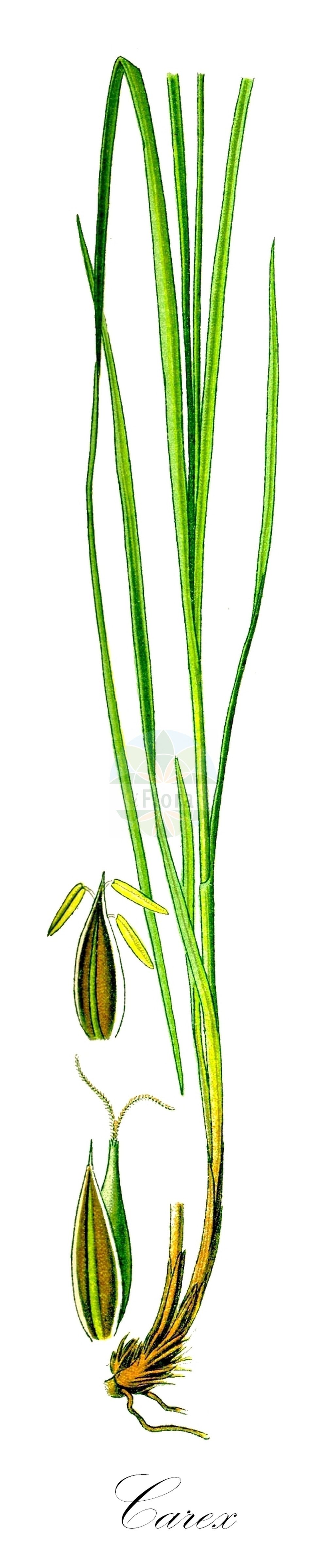 Historische Abbildung von Carex cuprina (Hain-Segge - False Fox-Sedge). Das Bild zeigt Blatt, Bluete, Frucht und Same. ---- Historical Drawing of Carex cuprina (Hain-Segge - False Fox-Sedge). The image is showing leaf, flower, fruit and seed.(Carex cuprina,Hain-Segge,False Fox-Sedge,Carex cuprina,Carex lamprophysa,Carex otrubae,Vignea otrubae,Hain-Segge,False Fox-Sedge,Carex,Segge,Sedge,Cyperaceae,Sauergräser,Sedge family,Blatt,Bluete,Frucht,Same,leaf,flower,fruit,seed,Thomé (1885))