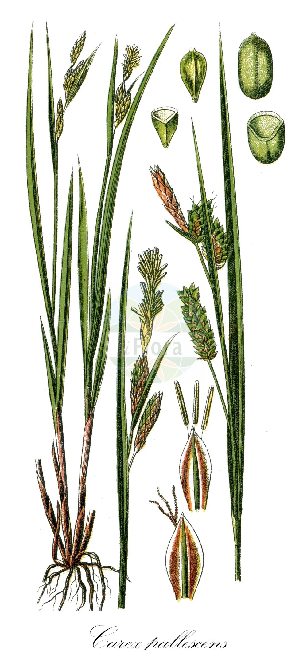 Historische Abbildung von Carex pallescens (Bleiche Segge - Pale Sedge). Das Bild zeigt Blatt, Bluete, Frucht und Same. ---- Historical Drawing of Carex pallescens (Bleiche Segge - Pale Sedge). The image is showing leaf, flower, fruit and seed.(Carex pallescens,Bleiche Segge,Pale Sedge,Carex chalcodeta,Carex pallescens,Carex pallescens var. chalcoleta,Bleiche Segge,Pale Sedge,Carex,Segge,Sedge,Cyperaceae,Sauergräser,Sedge family,Blatt,Bluete,Frucht,Same,leaf,flower,fruit,seed,Sturm (1796f))