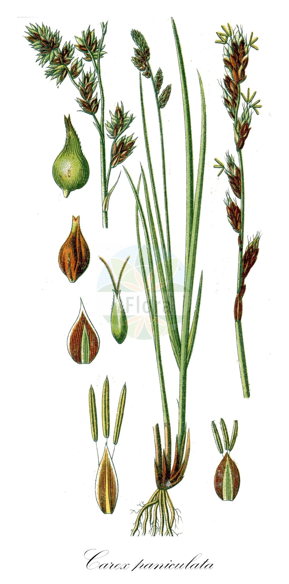 Historische Abbildung von Carex paniculata (Rispen-Segge - Greater Tussock-Sedge). Das Bild zeigt Blatt, Bluete, Frucht und Same. ---- Historical Drawing of Carex paniculata (Rispen-Segge - Greater Tussock-Sedge). The image is showing leaf, flower, fruit and seed.(Carex paniculata,Rispen-Segge,Greater Tussock-Sedge,Carex paniculata,Vignea paniculata,Rispen-Segge,Greater Tussock-Sedge,Panicled Sedge,Tussock Sedge,Carex,Segge,Sedge,Cyperaceae,Sauergräser,Sedge family,Blatt,Bluete,Frucht,Same,leaf,flower,fruit,seed,Sturm (1796f))