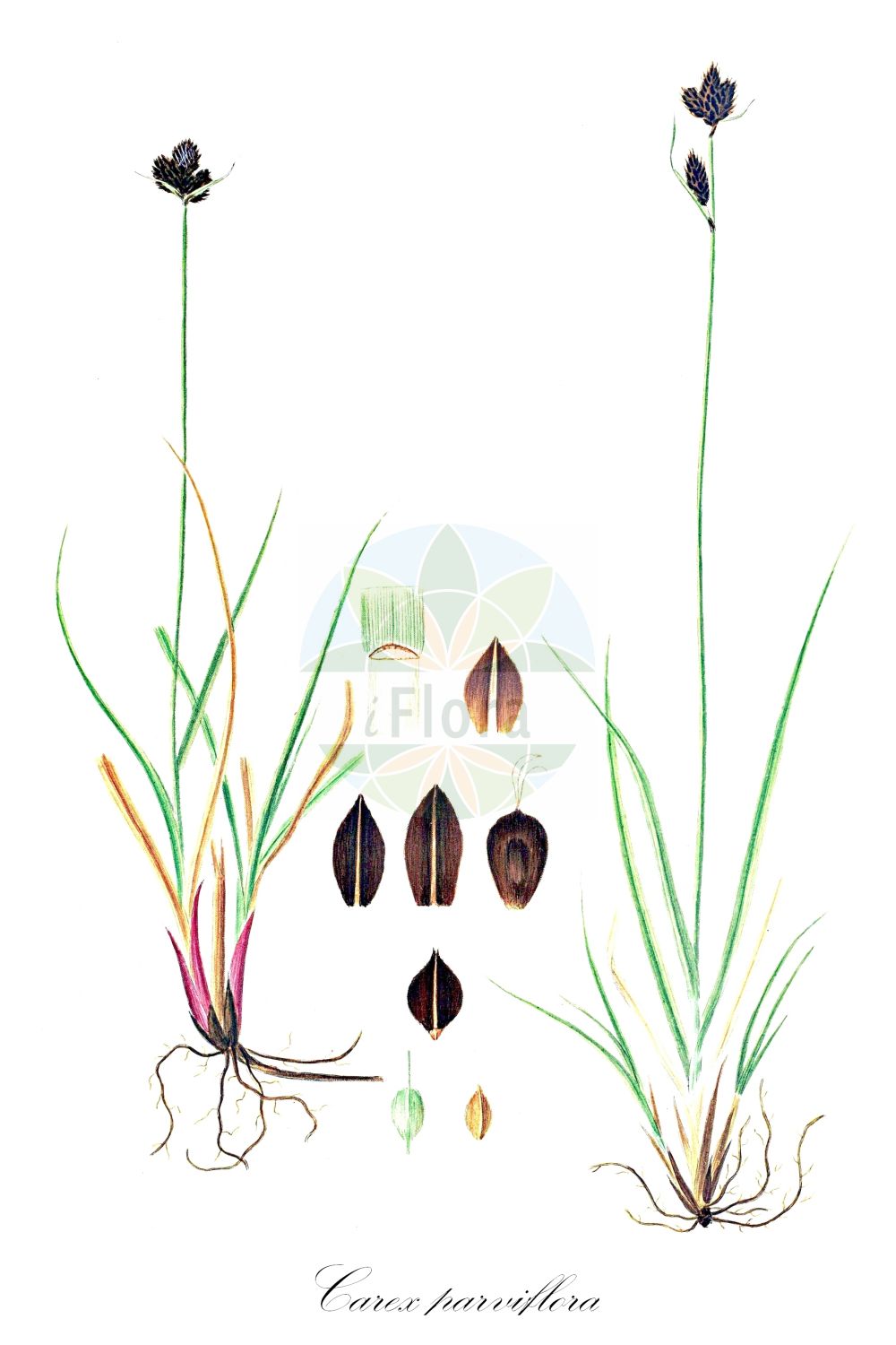 Historische Abbildung von Carex parviflora (Kleinblütige Segge - Small-flowered Sedge). Das Bild zeigt Blatt, Bluete, Frucht und Same. ---- Historical Drawing of Carex parviflora (Kleinblütige Segge - Small-flowered Sedge). The image is showing leaf, flower, fruit and seed.(Carex parviflora,Kleinblütige Segge,Small-flowered Sedge,Carex parviflora,Carex pirinensis,Kleinbluetige Segge,Small-flowered Sedge,Carex,Segge,Sedge,Cyperaceae,Sauergräser,Sedge family,Blatt,Bluete,Frucht,Same,leaf,flower,fruit,seed,Oeder (1761-1883))