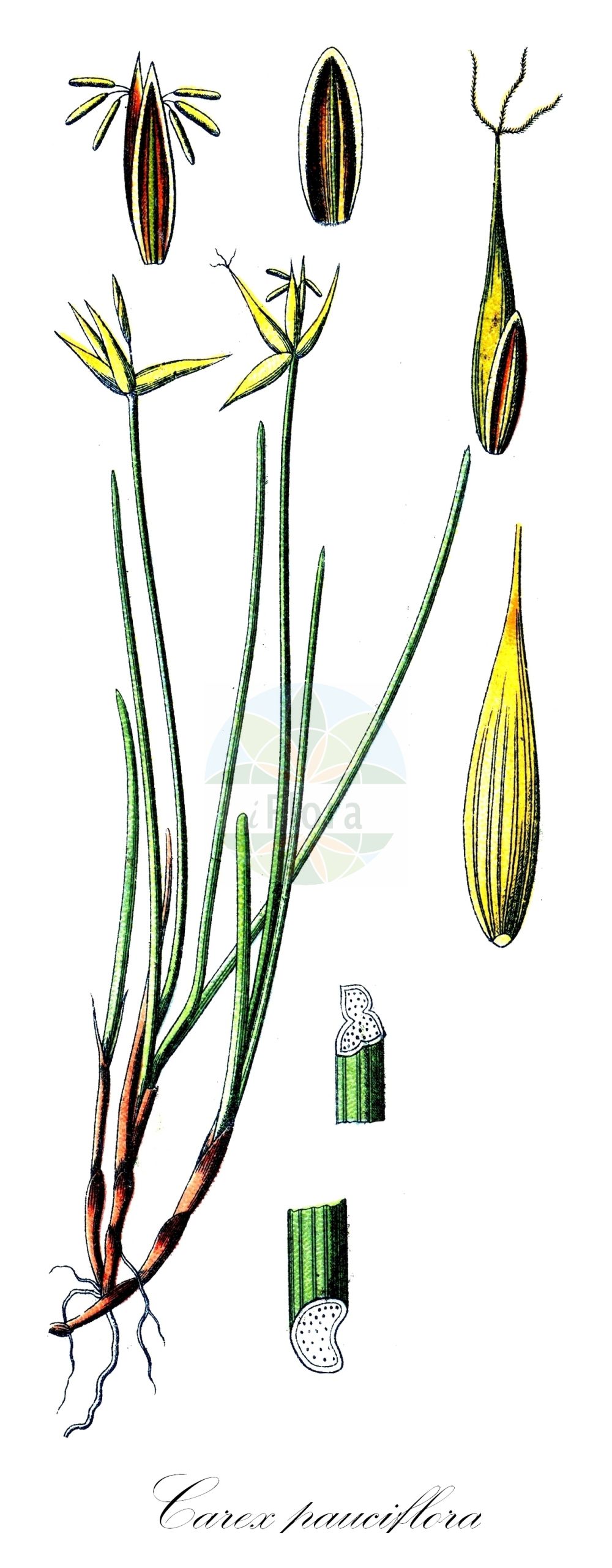 Historische Abbildung von Carex pauciflora (Armblütige Segge - Few-flowered Sedge). Das Bild zeigt Blatt, Bluete, Frucht und Same. ---- Historical Drawing of Carex pauciflora (Armblütige Segge - Few-flowered Sedge). The image is showing leaf, flower, fruit and seed.(Carex pauciflora,Armblütige Segge,Few-flowered Sedge,Carex pauciflora,Armbluetige Segge,Wenigbluetige Segge,Few-flowered Sedge,Fewflower Sedge,Carex,Segge,Sedge,Cyperaceae,Sauergräser,Sedge family,Blatt,Bluete,Frucht,Same,leaf,flower,fruit,seed,Sturm (1796f))