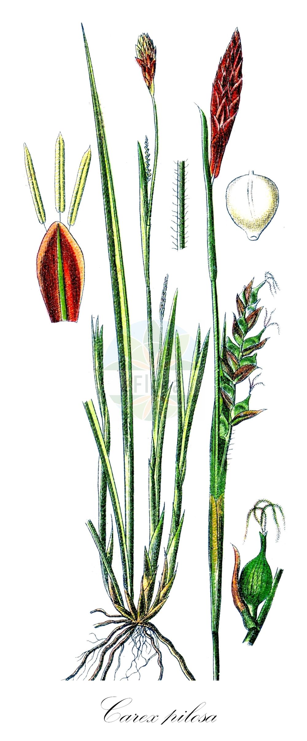 Historische Abbildung von Carex pilosa (Wimper-Segge - Hairy Sedge). Das Bild zeigt Blatt, Bluete, Frucht und Same. ---- Historical Drawing of Carex pilosa (Wimper-Segge - Hairy Sedge). The image is showing leaf, flower, fruit and seed.(Carex pilosa,Wimper-Segge,Hairy Sedge,Carex pilosa,Wimper-Segge,Hairy Sedge,Carex,Segge,Sedge,Cyperaceae,Sauergräser,Sedge family,Blatt,Bluete,Frucht,Same,leaf,flower,fruit,seed,Sturm (1796f))