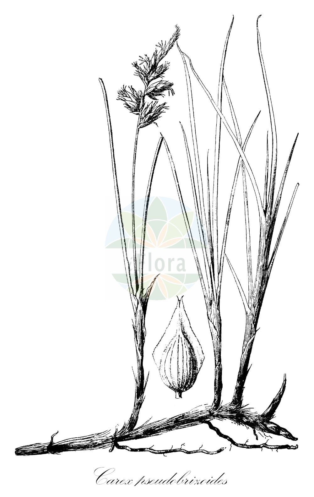 Historische Abbildung von Carex pseudobrizoides (Reichenbachs Zittergras-Segge - Reichenbach's Sedge). Das Bild zeigt Blatt, Bluete, Frucht und Same. ---- Historical Drawing of Carex pseudobrizoides (Reichenbachs Zittergras-Segge - Reichenbach's Sedge). The image is showing leaf, flower, fruit and seed.(Carex pseudobrizoides,Reichenbachs Zittergras-Segge,Reichenbach's Sedge,Reichenbachs Zittergras-Segge,Reichenbach's Sedge,Carex,Segge,Sedge,Cyperaceae,Sauergräser,Sedge family,Blatt,Bluete,Frucht,Same,leaf,flower,fruit,seed,Engler (1900-1937))