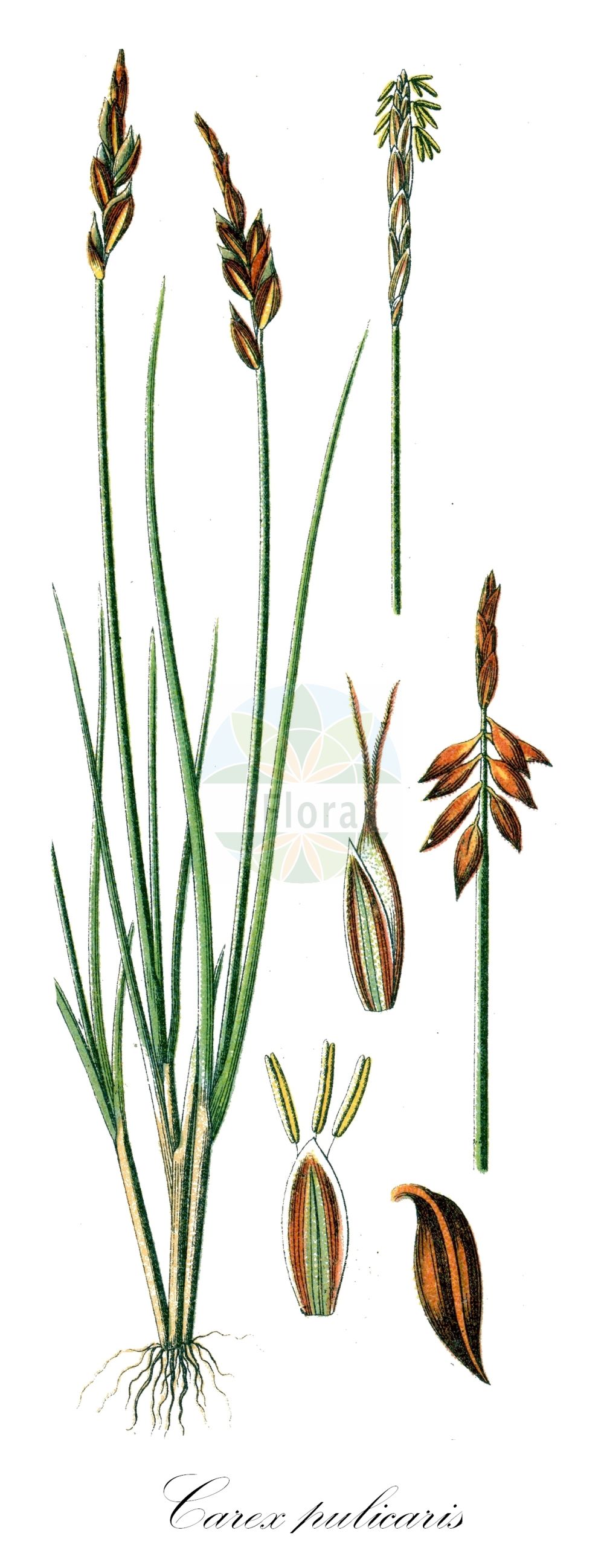 Historische Abbildung von Carex pulicaris (Floh-Segge - Flea Sedge). Das Bild zeigt Blatt, Bluete, Frucht und Same. ---- Historical Drawing of Carex pulicaris (Floh-Segge - Flea Sedge). The image is showing leaf, flower, fruit and seed.(Carex pulicaris,Floh-Segge,Flea Sedge,Carex pulicaris,Vignea pulicaris,Floh-Segge,Flea Sedge,Carex,Segge,Sedge,Cyperaceae,Sauergräser,Sedge family,Blatt,Bluete,Frucht,Same,leaf,flower,fruit,seed,Sturm (1796f))