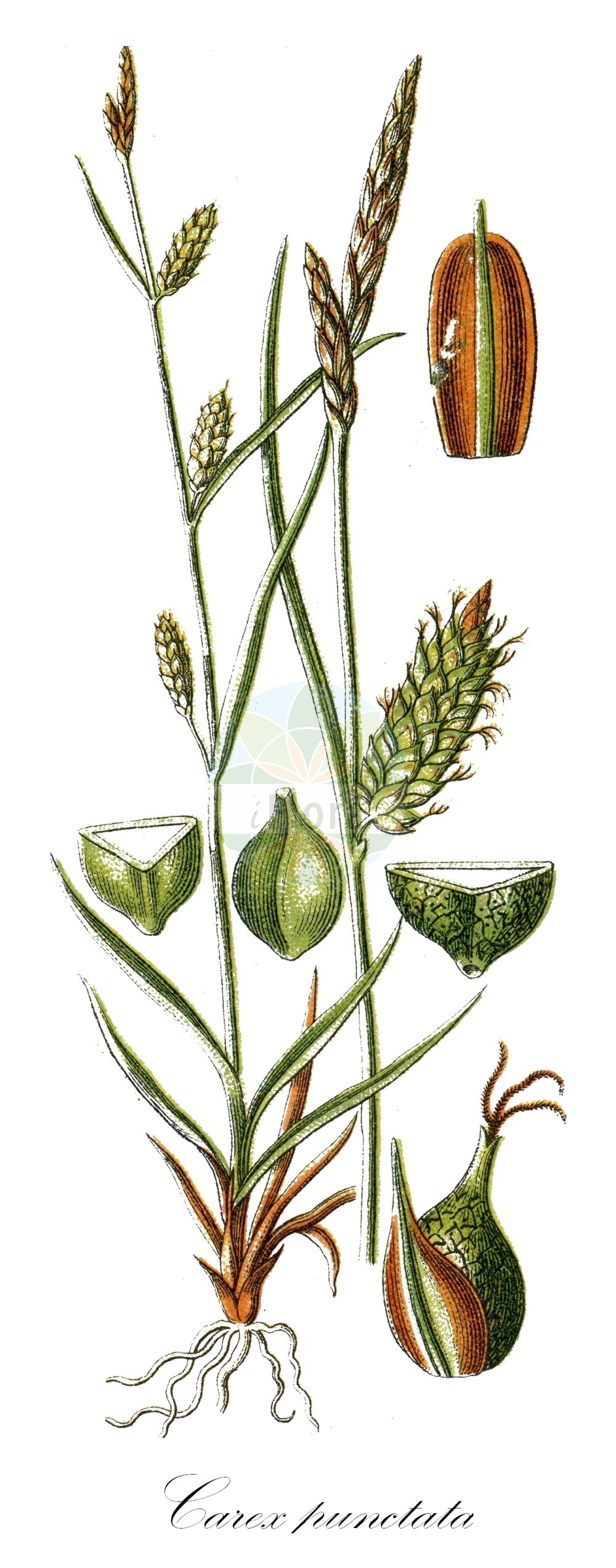 Historische Abbildung von Carex punctata (Punktierte Segge - Dotted Sedge). Das Bild zeigt Blatt, Bluete, Frucht und Same. ---- Historical Drawing of Carex punctata (Punktierte Segge - Dotted Sedge). The image is showing leaf, flower, fruit and seed.(Carex punctata,Punktierte Segge,Dotted Sedge,Carex laevicaulis,Carex punctata,Carex punctata var. laevicaulis,Punktierte Segge,Punkt-Segge,Dotted Sedge,Carex,Segge,Sedge,Cyperaceae,Sauergräser,Sedge family,Blatt,Bluete,Frucht,Same,leaf,flower,fruit,seed,Sturm (1796f))