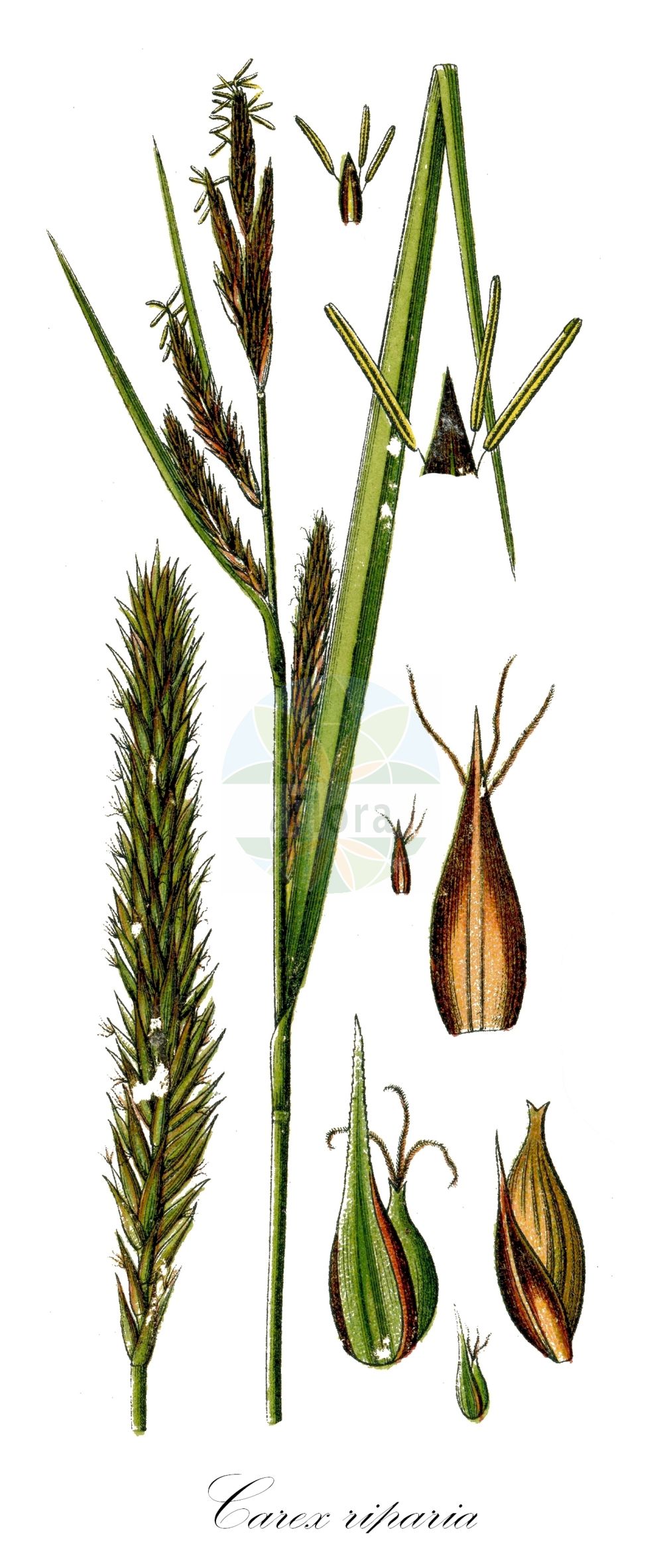 Historische Abbildung von Carex riparia (Ufer-Segge - Greater Pond-Sedge). Das Bild zeigt Blatt, Bluete, Frucht und Same. ---- Historical Drawing of Carex riparia (Ufer-Segge - Greater Pond-Sedge). The image is showing leaf, flower, fruit and seed.(Carex riparia,Ufer-Segge,Greater Pond-Sedge,Carex riparia,Ufer-Segge,Greater Pond-Sedge,Hairy Sedge,Shoreline Sedge,Great Pond-Sedge,Streambank Sedge,Carex,Segge,Sedge,Cyperaceae,Sauergräser,Sedge family,Blatt,Bluete,Frucht,Same,leaf,flower,fruit,seed,Sturm (1796f))