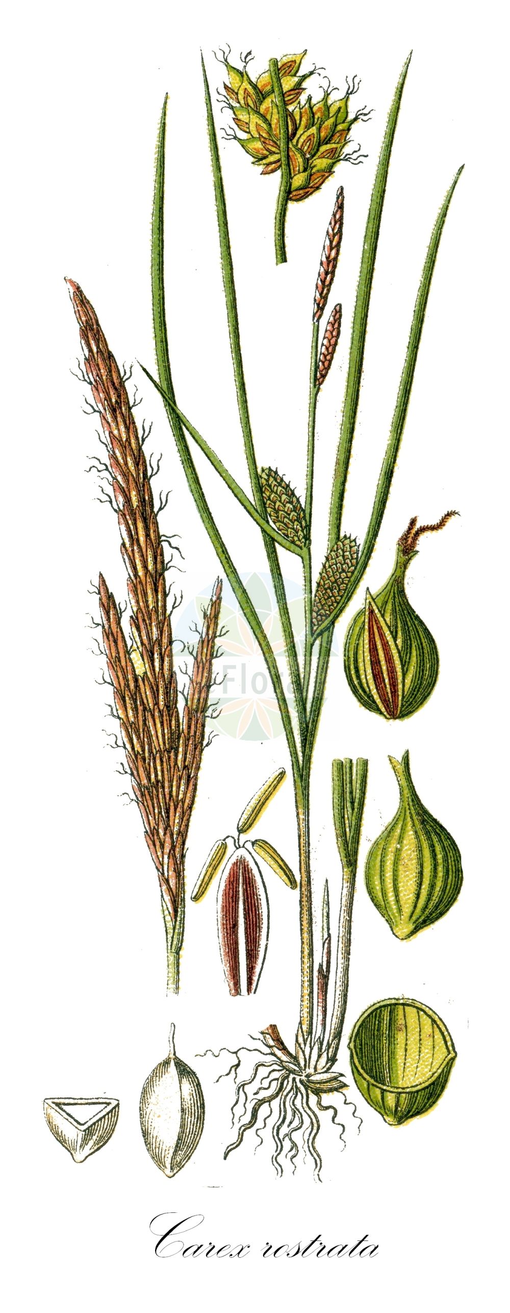 Historische Abbildung von Carex rostrata (Schnabel-Segge - Bottle Sedge). ---- Historical Drawing of Carex rostrata (Schnabel-Segge - Bottle Sedge).(Carex rostrata,Schnabel-Segge,Bottle Sedge,Carex ampullacea,Carex inflata,Carex rostrata,Schnabel-Segge,Bottle Sedge,Beaked Sedge,Northwest Territory Sedge,Carex,Segge,Sedge,Cyperaceae,Sauergräser,Sedge family,Sturm (1796f))