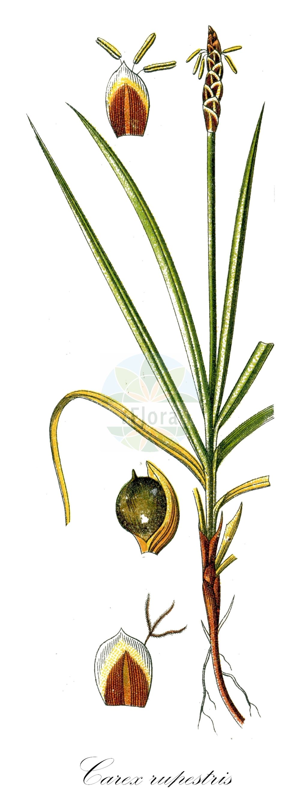 Historische Abbildung von Carex rupestris (Felsen-Segge - Rock Sedge). Das Bild zeigt Blatt, Bluete, Frucht und Same. ---- Historical Drawing of Carex rupestris (Felsen-Segge - Rock Sedge). The image is showing leaf, flower, fruit and seed.(Carex rupestris,Felsen-Segge,Rock Sedge,Carex rupestris,Felsen-Segge,Rock Sedge,Curly Sedge,Carex,Segge,Sedge,Cyperaceae,Sauergräser,Sedge family,Blatt,Bluete,Frucht,Same,leaf,flower,fruit,seed,Sturm (1796f))