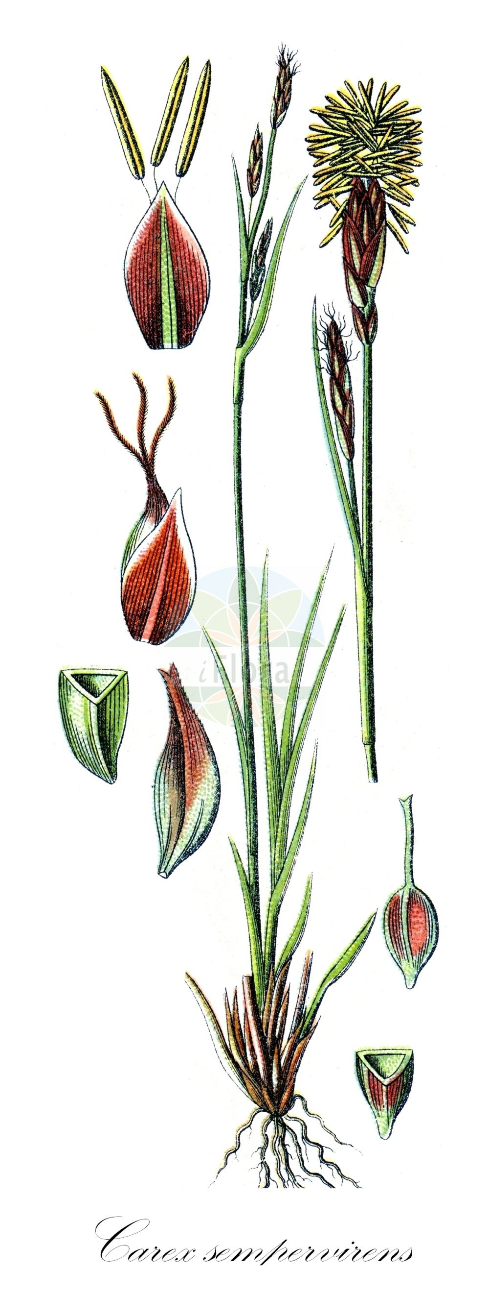 Historische Abbildung von Carex sempervirens (Horst-Segge - Alpine Tufted Sedge). Das Bild zeigt Blatt, Bluete, Frucht und Same. ---- Historical Drawing of Carex sempervirens (Horst-Segge - Alpine Tufted Sedge). The image is showing leaf, flower, fruit and seed.(Carex sempervirens,Horst-Segge,Alpine Tufted Sedge,Carex sempervirens,Horst-Segge,Alpine Tufted Sedge,Evergreen Sedge,Carex,Segge,Sedge,Cyperaceae,Sauergräser,Sedge family,Blatt,Bluete,Frucht,Same,leaf,flower,fruit,seed,Sturm (1796f))