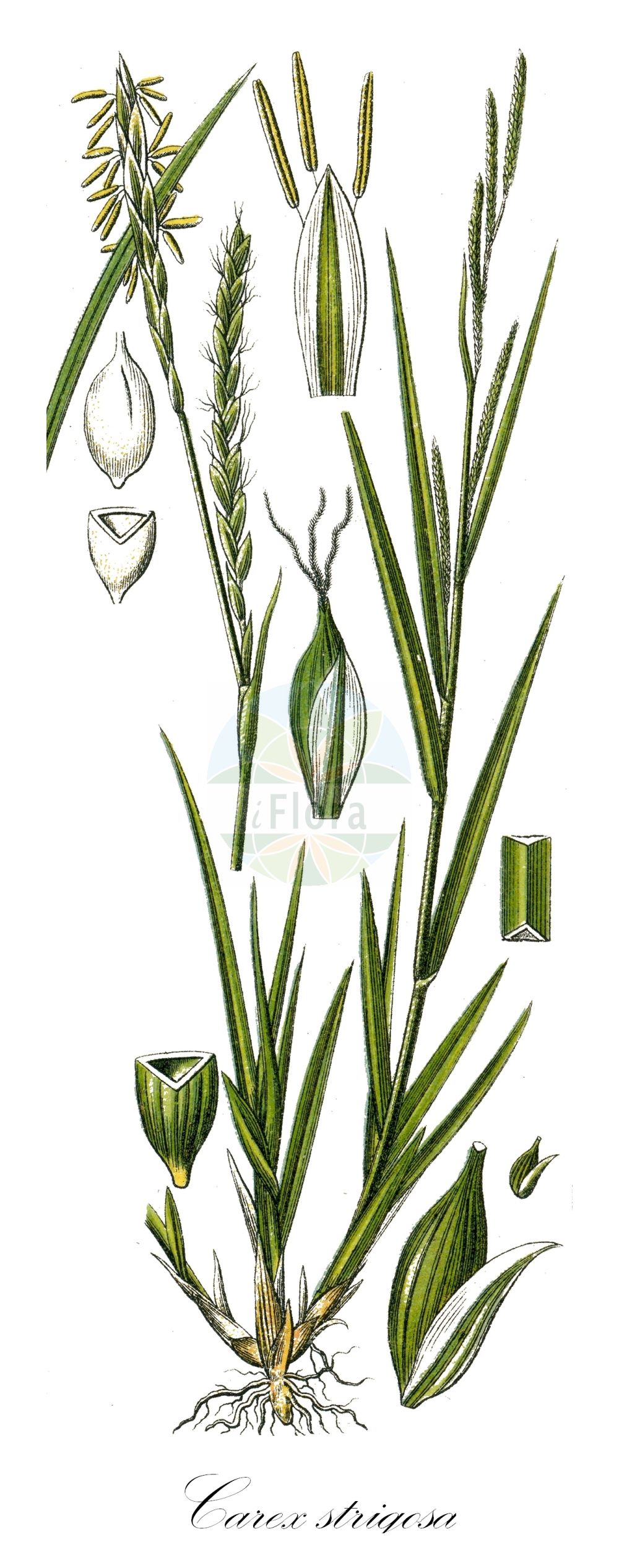 Historische Abbildung von Carex strigosa (Dünnährige Segge - Thin-spiked Wood-Sedge). Das Bild zeigt Blatt, Bluete, Frucht und Same. ---- Historical Drawing of Carex strigosa (Dünnährige Segge - Thin-spiked Wood-Sedge). The image is showing leaf, flower, fruit and seed.(Carex strigosa,Dünnährige Segge,Thin-spiked Wood-Sedge,Carex strigosa,Duennaehrige Segge,Thin-spiked Wood-Sedge,Loose-spiked Wood Sedge,Carex,Segge,Sedge,Cyperaceae,Sauergräser,Sedge family,Blatt,Bluete,Frucht,Same,leaf,flower,fruit,seed,Sturm (1796f))