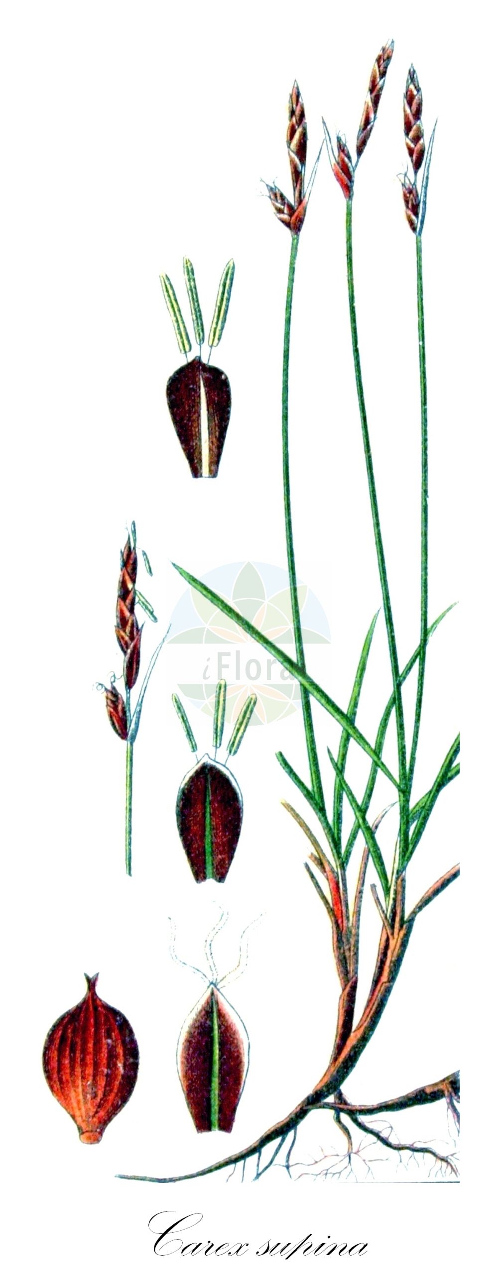 Historische Abbildung von Carex supina (Niedrige Segge - Weak Arctic Sedge). Das Bild zeigt Blatt, Bluete, Frucht und Same. ---- Historical Drawing of Carex supina (Niedrige Segge - Weak Arctic Sedge). The image is showing leaf, flower, fruit and seed.(Carex supina,Niedrige Segge,Weak Arctic Sedge,Carex supina,Carex wohllebii,Niedrige Segge,Steppen-Segge,Zwerg-Segge,Weak Arctic Sedge,Small Sedge,Carex,Segge,Sedge,Cyperaceae,Sauergräser,Sedge family,Blatt,Bluete,Frucht,Same,leaf,flower,fruit,seed,Sturm (1796f))