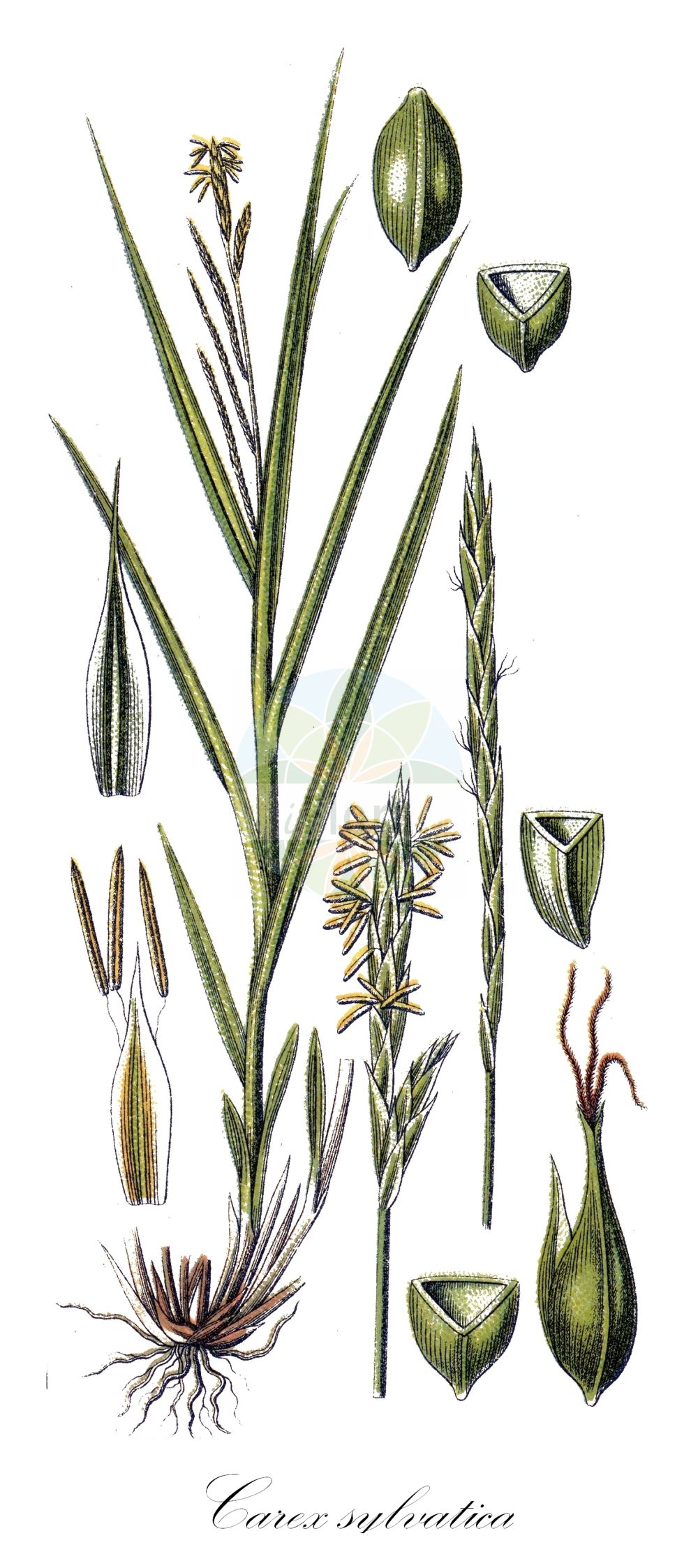 Historische Abbildung von Carex sylvatica (Wald-Segge - Wood-Sedge). Das Bild zeigt Blatt, Bluete, Frucht und Same. ---- Historical Drawing of Carex sylvatica (Wald-Segge - Wood-Sedge). The image is showing leaf, flower, fruit and seed.(Carex sylvatica,Wald-Segge,Wood-Sedge,Carex sylvatica,Wald-Segge,Wood-Sedge,European Woodland Sedge,Carex,Segge,Sedge,Cyperaceae,Sauergräser,Sedge family,Blatt,Bluete,Frucht,Same,leaf,flower,fruit,seed,Sturm (1796f))