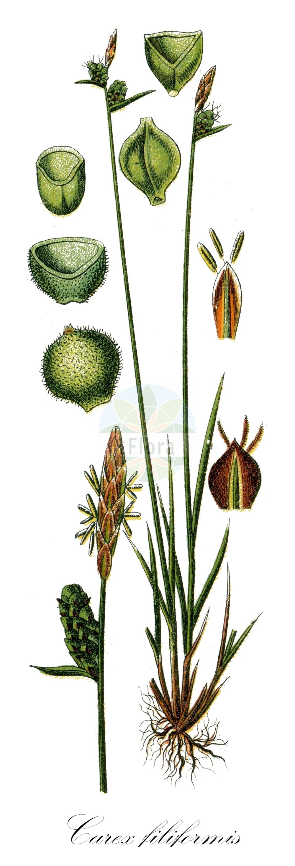 Historische Abbildung von Carex filiformis (Filz-Segge - Downy-fruited Sedge). Das Bild zeigt Blatt, Bluete, Frucht und Same. ---- Historical Drawing of Carex filiformis (Filz-Segge - Downy-fruited Sedge). The image is showing leaf, flower, fruit and seed.(Carex filiformis,Filz-Segge,Downy-fruited Sedge,Carex filiformis,Carex tomentosa,Carex tomentosa var. lucana,Filz-Segge,Downy-fruited Sedge,Carex,Segge,Sedge,Cyperaceae,Sauergräser,Sedge family,Blatt,Bluete,Frucht,Same,leaf,flower,fruit,seed,Sturm (1796f))