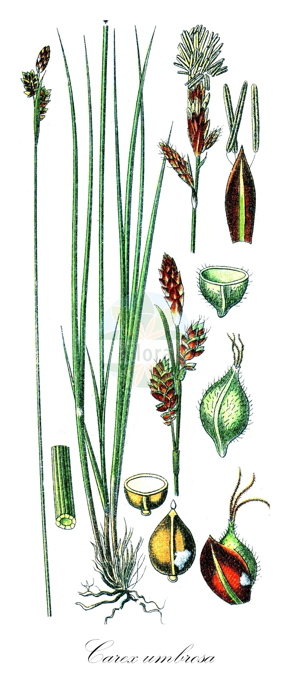 Historische Abbildung von Carex umbrosa (Schatten-Segge - Shady Sedge). Das Bild zeigt Blatt, Bluete, Frucht und Same. ---- Historical Drawing of Carex umbrosa (Schatten-Segge - Shady Sedge). The image is showing leaf, flower, fruit and seed.(Carex umbrosa,Schatten-Segge,Shady Sedge,Carex umbrosa,Schatten-Segge,Shady Sedge,Carex,Segge,Sedge,Cyperaceae,Sauergräser,Sedge family,Blatt,Bluete,Frucht,Same,leaf,flower,fruit,seed,Sturm (1796f))