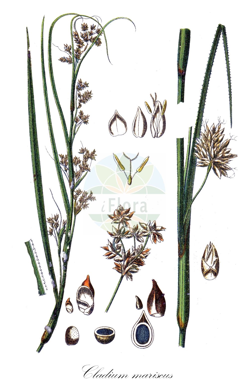 Historische Abbildung von Cladium mariscus (Binsenschneide - Great Fen-Sedge). Das Bild zeigt Blatt, Bluete, Frucht und Same. ---- Historical Drawing of Cladium mariscus (Binsenschneide - Great Fen-Sedge). The image is showing leaf, flower, fruit and seed.(Cladium mariscus,Binsenschneide,Great Fen-Sedge,Cladium grossheimii,Cladium mariscus,Isolepis martii,Schoenus mariscus,Binsenschneide,Binsen-Schneide,Great Fen-Sedge,Cut-Sedge,Swamp Sawgrass,Galigaan,Smooth Sawgrass,Twig Rush,Cladium,Schneide,Cut-Sedge,Cyperaceae,Sauergräser,Sedge family,Blatt,Bluete,Frucht,Same,leaf,flower,fruit,seed,Sturm (1796f))