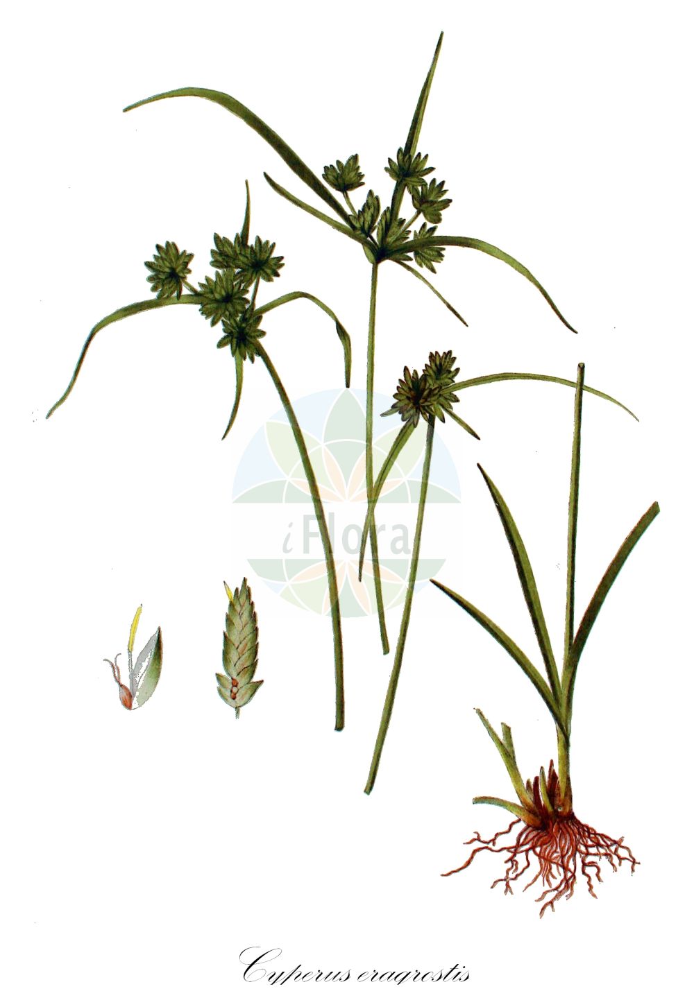 Historische Abbildung von Cyperus eragrostis. Das Bild zeigt Blatt, Bluete, Frucht und Same. ---- Historical Drawing of Cyperus eragrostis. The image is showing leaf, flower, fruit and seed.(Cyperus eragrostis,Cyperus declinatus,Cyperus depressus,Cyperus eragrostis,Cyperus vegetus,Cyperus,Zypergras,Flatsedge,Cyperaceae,Sauergräser,Sedge family,Blatt,Bluete,Frucht,Same,leaf,flower,fruit,seed,Kops (1800-1934))