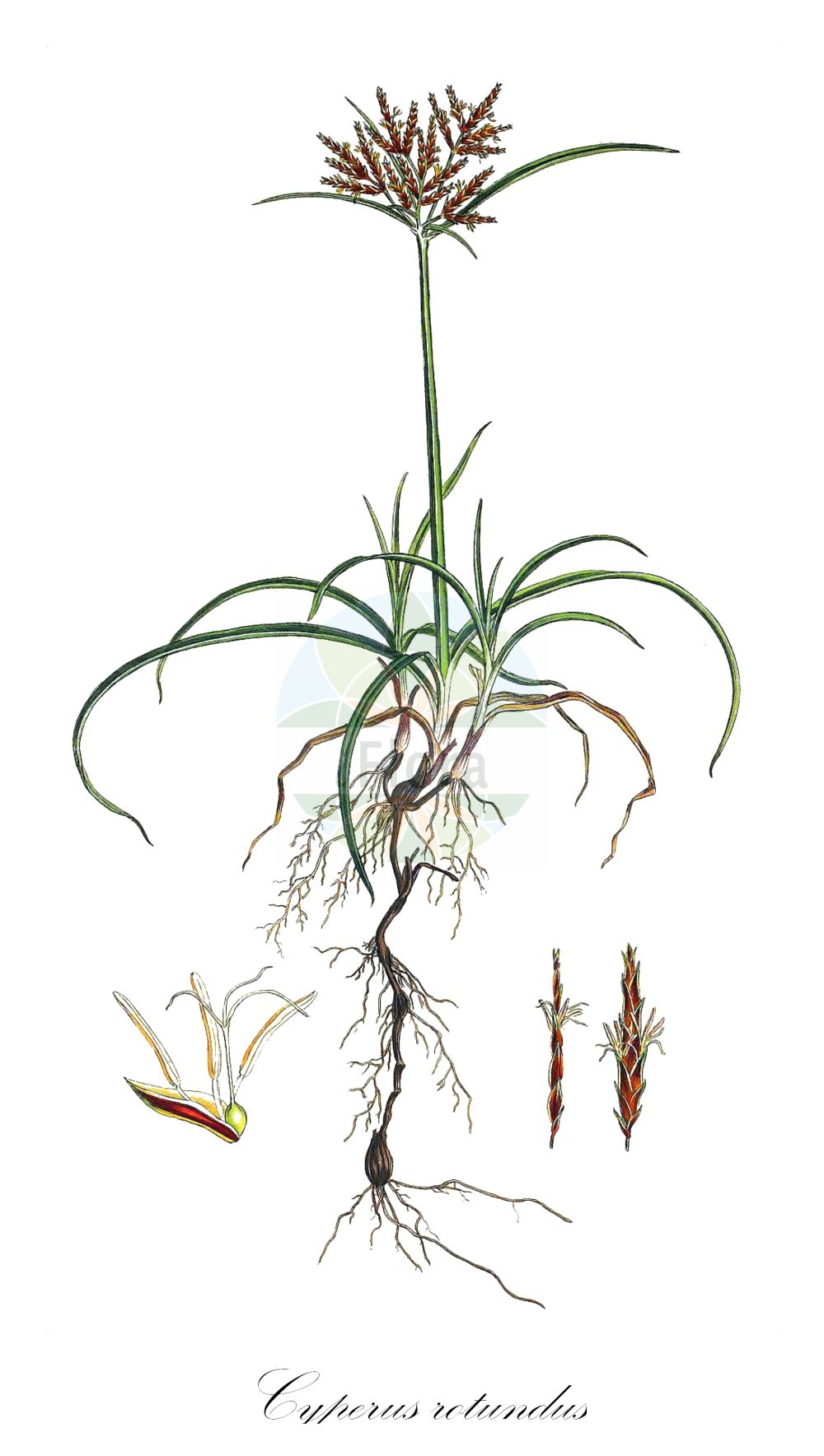 Historische Abbildung von Cyperus rotundus. Das Bild zeigt Blatt, Bluete, Frucht und Same. ---- Historical Drawing of Cyperus rotundus. The image is showing leaf, flower, fruit and seed.(Cyperus rotundus,Chlorocyperus rotundus,Cyperus olivaris,Cyperus rotundus,Cyperus tuberosus,Pycreus rotundus,Cyperus,Zypergras,Flatsedge,Cyperaceae,Sauergräser,Sedge family,Blatt,Bluete,Frucht,Same,leaf,flower,fruit,seed,Sibthorp & Smith (1806-1840))