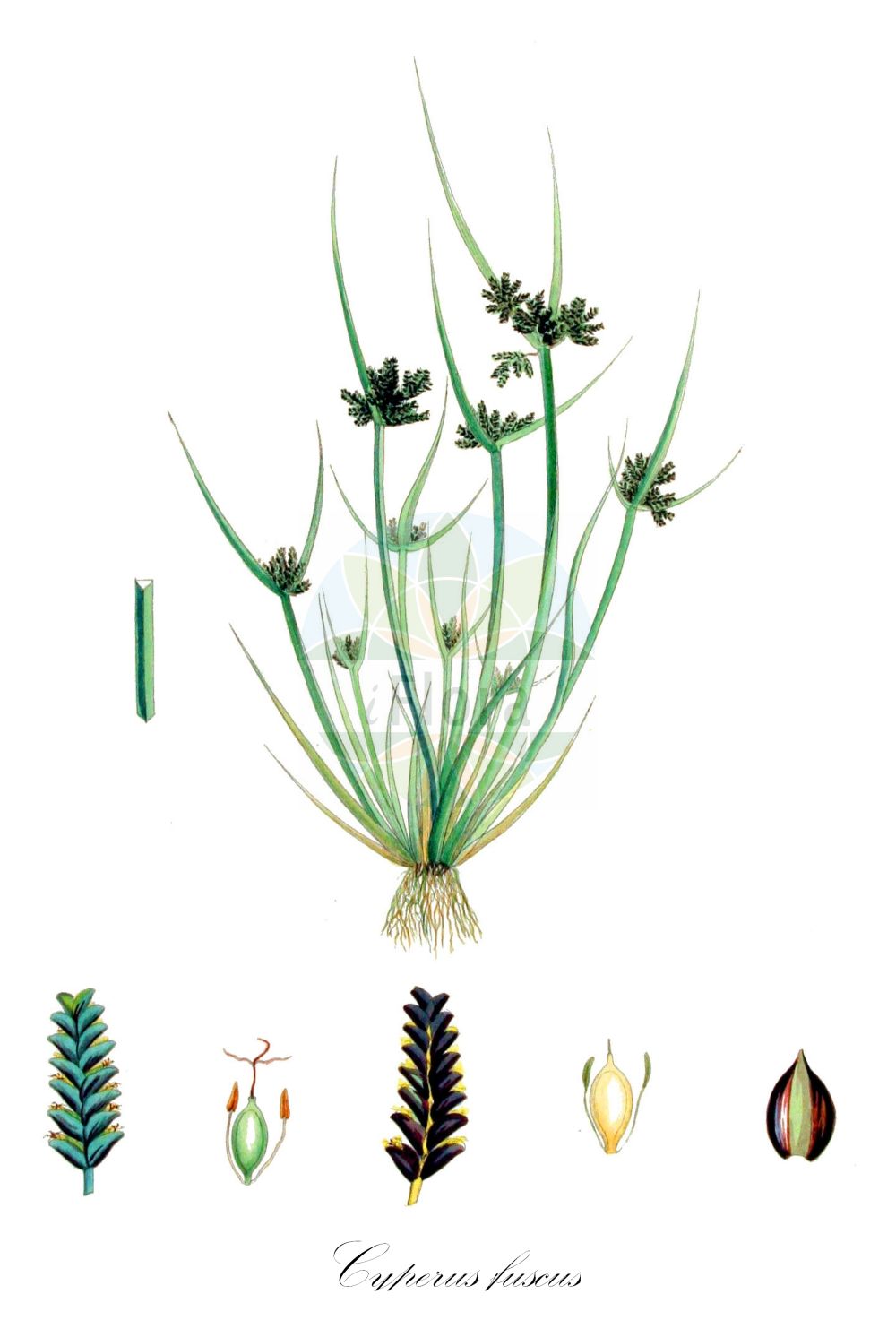 Historische Abbildung von Cyperus fuscus (Braunes Zypergras - Brown Galingale). Das Bild zeigt Blatt, Bluete, Frucht und Same. ---- Historical Drawing of Cyperus fuscus (Braunes Zypergras - Brown Galingale). The image is showing leaf, flower, fruit and seed.(Cyperus fuscus,Braunes Zypergras,Brown Galingale,Cyperus calidus,Cyperus fuscus,Cyperus virescens,Braunes Zypergras,Brown Galingale,Black Cyperus,Brown Flatsedge,Cyperus,Zypergras,Flatsedge,Cyperaceae,Sauergräser,Sedge family,Blatt,Bluete,Frucht,Same,leaf,flower,fruit,seed,Kops (1800-1934))