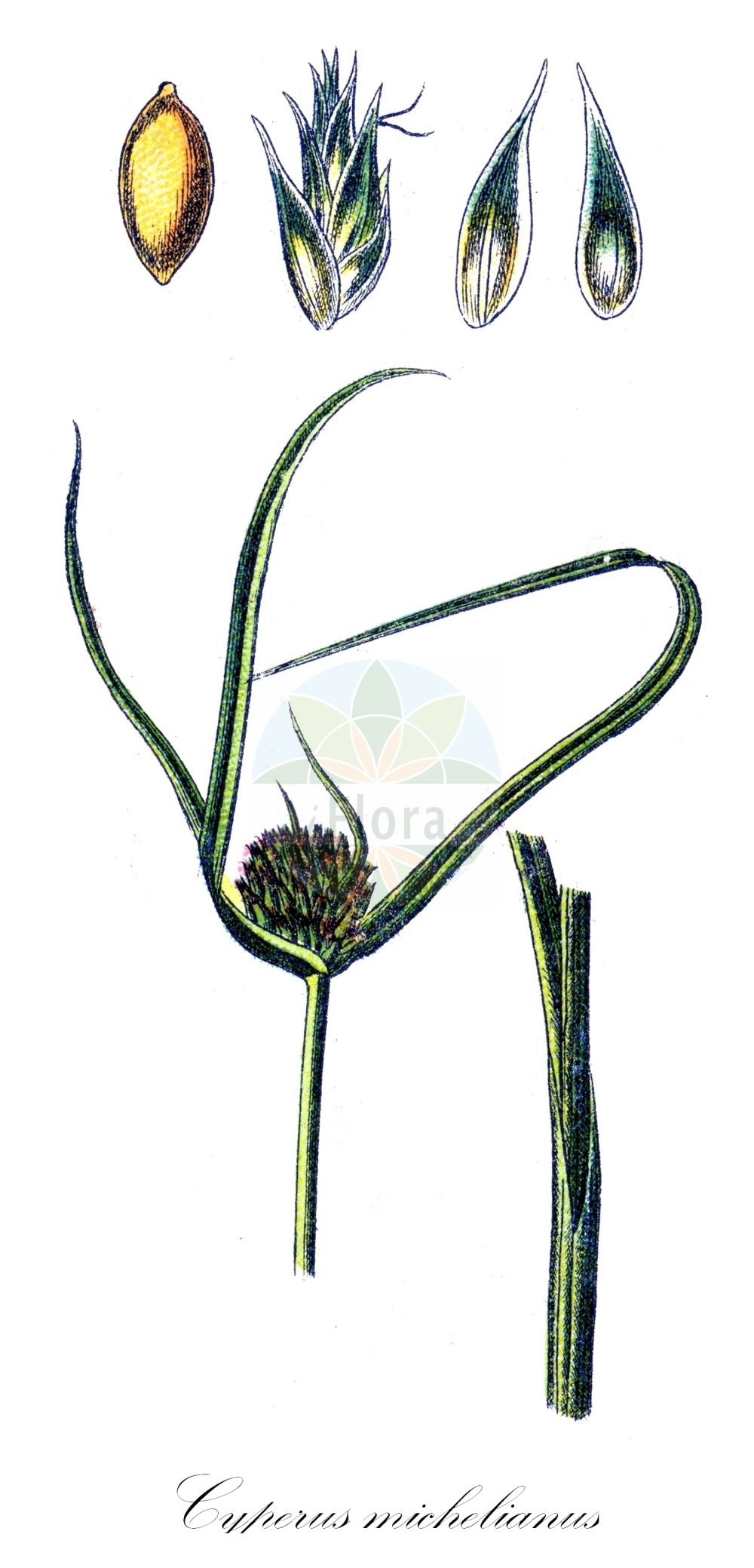 Historische Abbildung von Cyperus michelianus (Zwerg-Zypergras - Michelis Nutsedge). Das Bild zeigt Blatt, Bluete, Frucht und Same. ---- Historical Drawing of Cyperus michelianus (Zwerg-Zypergras - Michelis Nutsedge). The image is showing leaf, flower, fruit and seed.(Cyperus michelianus,Zwerg-Zypergras,Michelis Nutsedge,Cyperus michelianus,Cyperus pygmaeus,Dichostylis michelianus,Dichostylis pygmaeus,Scirpus michelianus,Zwerg-Zypergras,Seggenbinse,Michelis Nutsedge,Cyperus,Zypergras,Flatsedge,Cyperaceae,Sauergräser,Sedge family,Blatt,Bluete,Frucht,Same,leaf,flower,fruit,seed,Sturm (1796f))