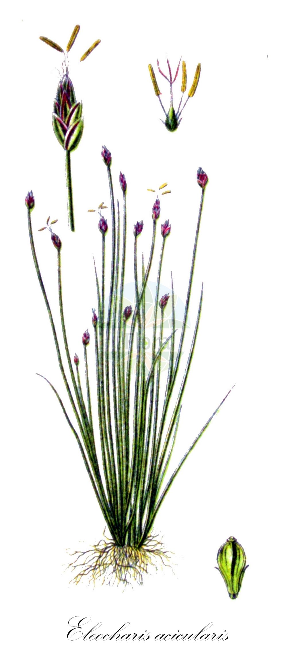 Historische Abbildung von Eleocharis acicularis (Nadel-Sumpfbinse - Needle Spike-rush). Das Bild zeigt Blatt, Bluete, Frucht und Same. ---- Historical Drawing of Eleocharis acicularis (Nadel-Sumpfbinse - Needle Spike-rush). The image is showing leaf, flower, fruit and seed.(Eleocharis acicularis,Nadel-Sumpfbinse,Needle Spike-rush,Eleocharis acicularis,Scirpus acicularis,Nadel-Sumpfbinse,Nadelbinse,Needle Spike-rush,Slender Spikerush,Eleocharis,Sumpfbinse,Spikerush,Cyperaceae,Sauergräser,Sedge family,Blatt,Bluete,Frucht,Same,leaf,flower,fruit,seed,Sturm (1796f))