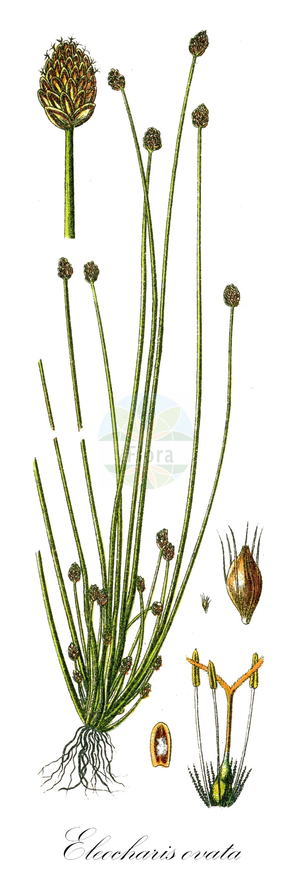 Historische Abbildung von Eleocharis ovata (Eiförmige Sumpfbinse - Oval Spike-rush). Das Bild zeigt Blatt, Bluete, Frucht und Same. ---- Historical Drawing of Eleocharis ovata (Eiförmige Sumpfbinse - Oval Spike-rush). The image is showing leaf, flower, fruit and seed.(Eleocharis ovata,Eiförmige Sumpfbinse,Oval Spike-rush,Eleocharis ovata,Scirpus ovatus,Eifoermige Sumpfbinse,Eikoepfige Sumpfbinse,Ei-Sumpfbinse,Teichriet,Oval Spike-rush,Ovate Spikerush,Eleocharis,Sumpfbinse,Spikerush,Cyperaceae,Sauergräser,Sedge family,Blatt,Bluete,Frucht,Same,leaf,flower,fruit,seed,Sturm (1796f))