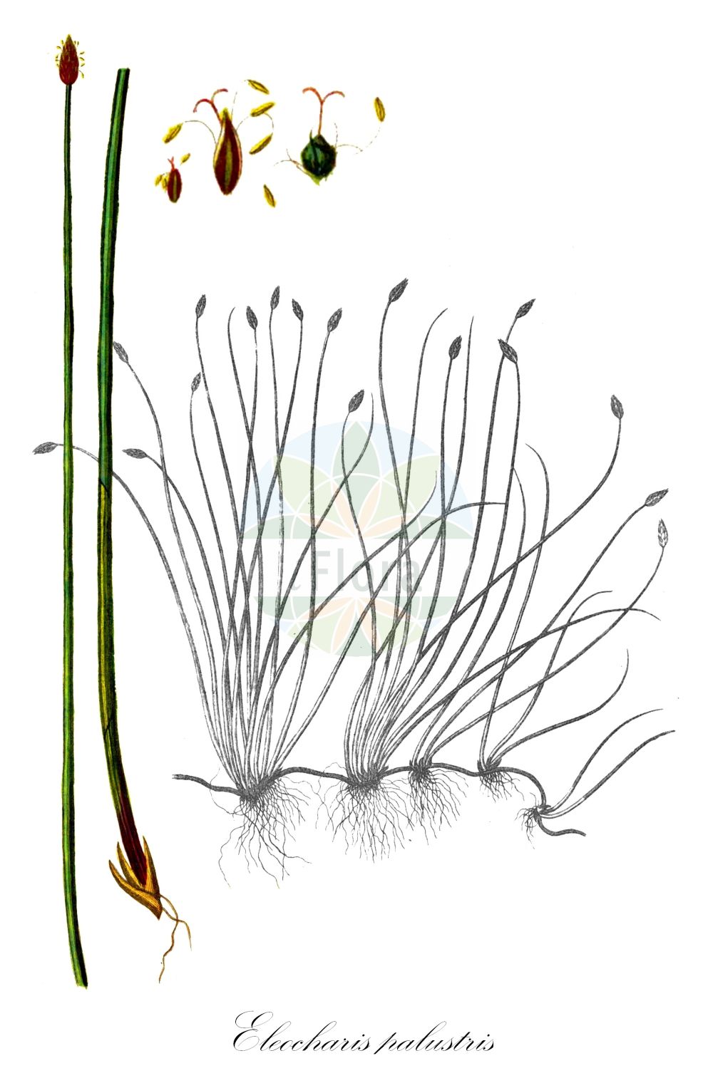 Historische Abbildung von Eleocharis palustris (Echte Sumpfsimse - Common Spike-rush). Das Bild zeigt Blatt, Bluete, Frucht und Same. ---- Historical Drawing of Eleocharis palustris (Echte Sumpfsimse - Common Spike-rush). The image is showing leaf, flower, fruit and seed.(Eleocharis palustris,Echte Sumpfsimse,Common Spike-rush,Eleocharis palustris,Scirpus palustris,Echte Sumpfsimse,Gewoehnliche Sumpfbinse,Common Spike-rush,Creeping Spikerush,Eleocharis,Sumpfbinse,Spikerush,Cyperaceae,Sauergräser,Sedge family,Blatt,Bluete,Frucht,Same,leaf,flower,fruit,seed,Oeder (1761-1883))