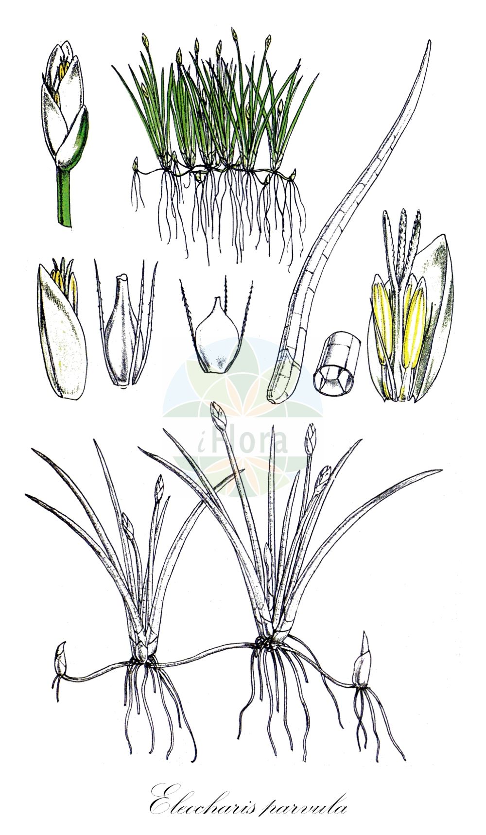 Historische Abbildung von Eleocharis parvula (Zwerg-Sumpfbinse - Dwarf Spike-rush). Das Bild zeigt Blatt, Bluete, Frucht und Same. ---- Historical Drawing of Eleocharis parvula (Zwerg-Sumpfbinse - Dwarf Spike-rush). The image is showing leaf, flower, fruit and seed.(Eleocharis parvula,Zwerg-Sumpfbinse,Dwarf Spike-rush,Eleocharis parvula,Eleocharis pygmaea,Scirpus parvulus,Zwerg-Sumpfbinse,Dwarf Spike-rush,Dwarf Spikesedge,Barbed Spikerush,Colorado Spikerush,Hairgrass,Eleocharis,Sumpfbinse,Spikerush,Cyperaceae,Sauergräser,Sedge family,Blatt,Bluete,Frucht,Same,leaf,flower,fruit,seed,Fitch et al. (1880))