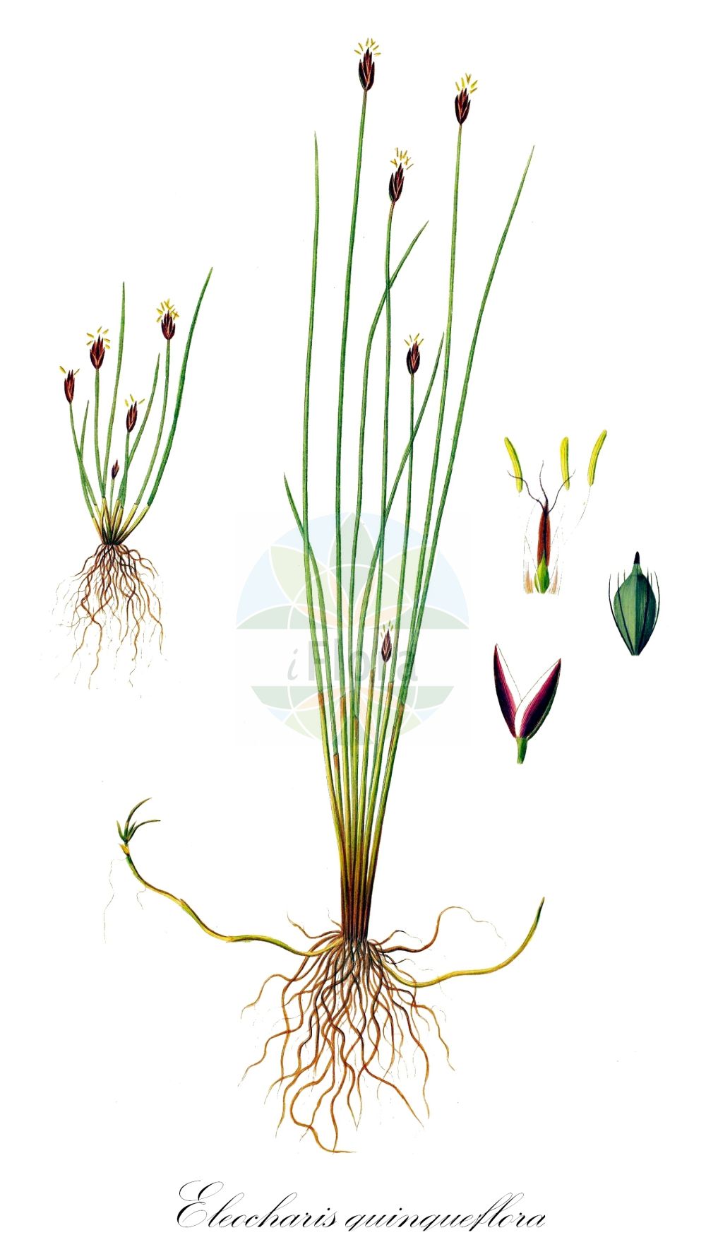 Historische Abbildung von Eleocharis quinqueflora (Armblütige Sumpfbinse - Few-flowered Spike-Rush). Das Bild zeigt Blatt, Bluete, Frucht und Same. ---- Historical Drawing of Eleocharis quinqueflora (Armblütige Sumpfbinse - Few-flowered Spike-Rush). The image is showing leaf, flower, fruit and seed.(Eleocharis quinqueflora,Armblütige Sumpfbinse,Few-flowered Spike-Rush,Eleocharis meridionalis,Eleocharis pauciflora,Eleocharis quinqueflora,Eleocharis vierhapperi,Scirpus pauciflorus,Scirpus quinqueflorus,Armbluetige Sumpfbinse,Wenigbluetige Sumpfbinse,Few-flowered Spike-Rush,Fewflower Spikerush,Few-flowered Spike-Rushe,Eleocharis,Sumpfbinse,Spikerush,Cyperaceae,Sauergräser,Sedge family,Blatt,Bluete,Frucht,Same,leaf,flower,fruit,seed,Oeder (1761-1883))