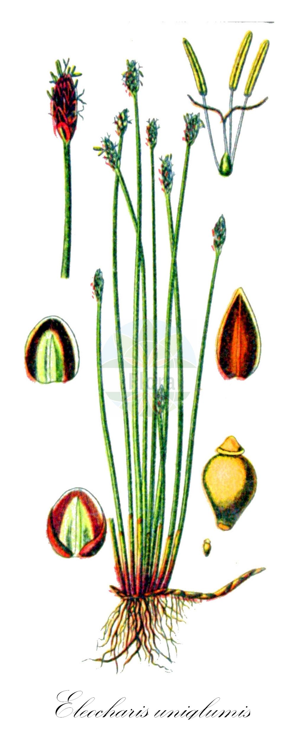 Historische Abbildung von Eleocharis uniglumis (Einspelzige Sumpfbinse - Slender Spike-rush). Das Bild zeigt Blatt, Bluete, Frucht und Same. ---- Historical Drawing of Eleocharis uniglumis (Einspelzige Sumpfbinse - Slender Spike-rush). The image is showing leaf, flower, fruit and seed.(Eleocharis uniglumis,Einspelzige Sumpfbinse,Slender Spike-rush,Eleocharis uniglumis,Scirpus uniglumis,Einspelzige Sumpfbinse,Slender Spike-rush,Onescale Spikerush,Eleocharis,Sumpfbinse,Spikerush,Cyperaceae,Sauergräser,Sedge family,Blatt,Bluete,Frucht,Same,leaf,flower,fruit,seed,Sturm (1796f))