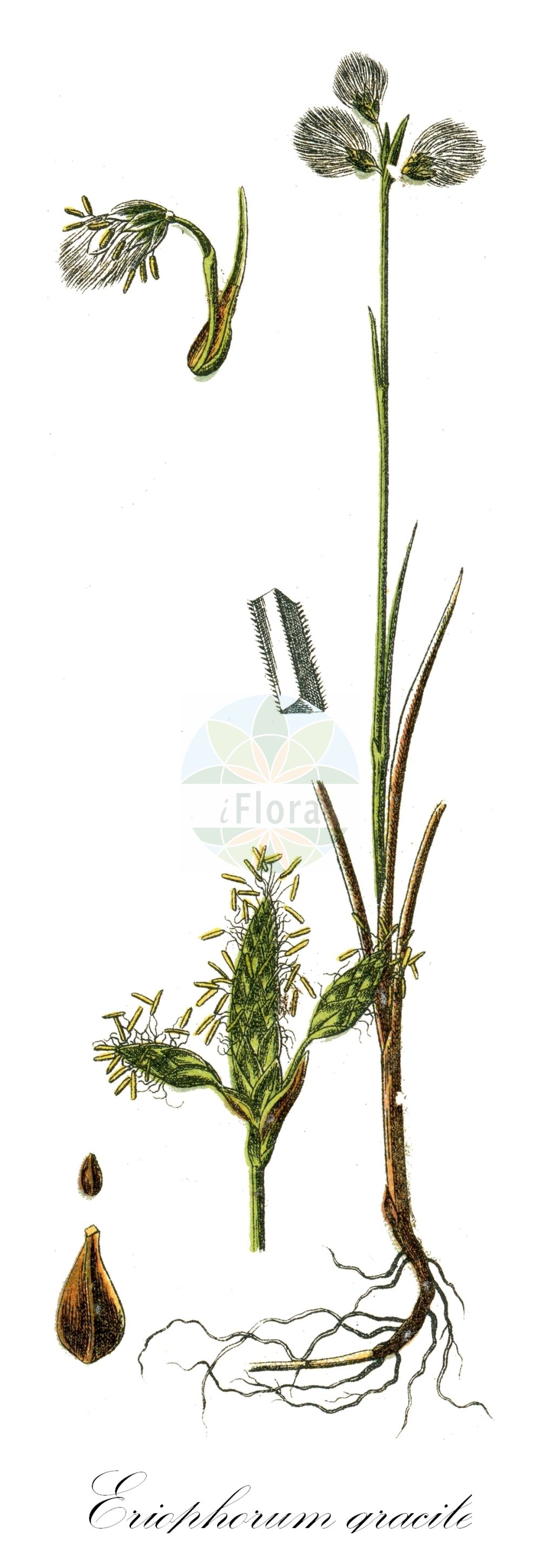 Historische Abbildung von Eriophorum gracile (Schlankes Wollgras - Slender Cottongrass). Das Bild zeigt Blatt, Bluete, Frucht und Same. ---- Historical Drawing of Eriophorum gracile (Schlankes Wollgras - Slender Cottongrass). The image is showing leaf, flower, fruit and seed.(Eriophorum gracile,Schlankes Wollgras,Slender Cottongrass,Eriophorum gracile,Schlankes Wollgras,Slender Cottongrass,Eriophorum,Wollgras,Cottongrass,Cyperaceae,Sauergräser,Sedge family,Blatt,Bluete,Frucht,Same,leaf,flower,fruit,seed,Sturm (1796f))