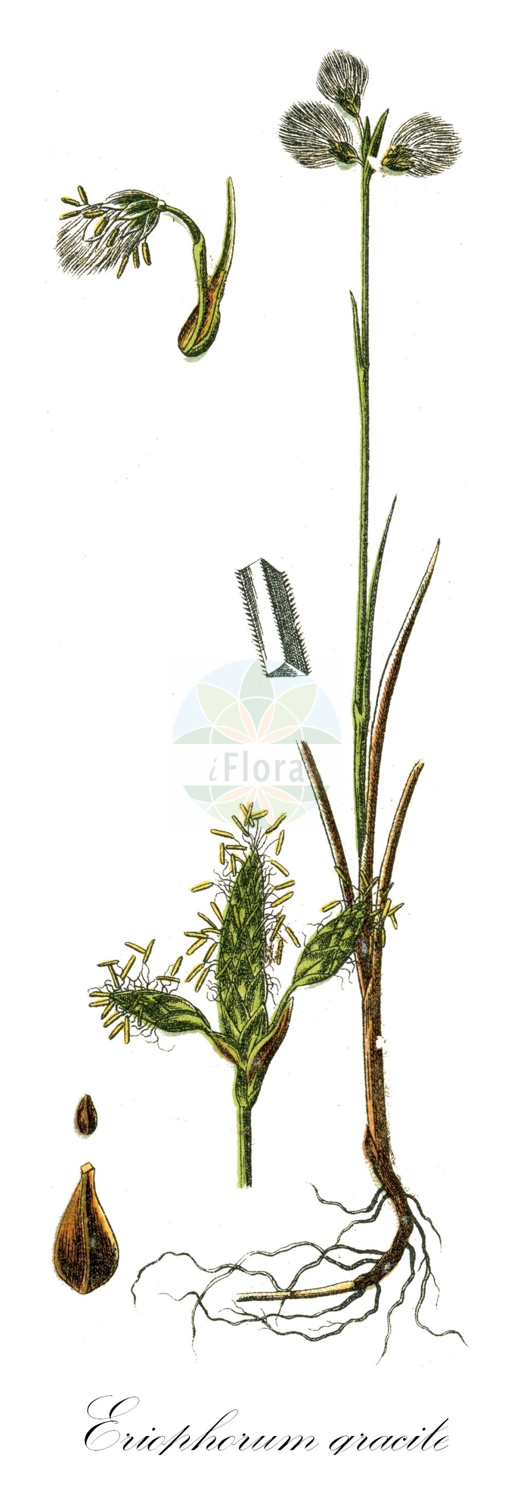 Eriophorum gracile - Cyperaceae,Plantae,Pteridobiotina,Angiosperms,Poales,Cyperaceae,Eriophorum,Eriophorum gracile,Eriophorum asiaticum, Eriophorum coreanum, Eriophorum gracile subsp. asiaticum, Eriophorum gracile subsp. asiaticum, Eriophorum gracile subsp. coreanum, Eriophorum gracile subsp. hoefftii, Eriophorum gracile var. caurianum, Eriophorum gracile var. coreanum, Eriophorum gracile var. gracile, Eriophorum gracile var. paucinervium, Eriophorum hoefftii, Eriophorum pallidum, Eriophorum paucinervium, Eriophorum polystachion subsp. gracile, Eriophorum triquetrum, Scirpus ardea, Scirpus ardea var. coreanus,Zierliches Wollgras;Schlankes Wollgras;slender cottongrass;linaigrette grêle;Linaigrette grêle;Pennacchi gracili;pennacchio gracile;slank wollegras;пушица стройная;cotonera gràcil;vitka suhoperka;kärr-ull;kärrull;fin kæruld;wełnianka delikatna;sagisuge;サギスゲ;vitki munec;vékony gyapjúsás;suchopýr štíhlý;páperník štíhly;páperník útly;пухівка струнка;нежна пушица;sale villpea;slaidā spilve;småmyrull;hoikkavilla;танка сухоперка;танки ветрогон;lieknasis švylys;xì gǎn yáng hú zǐ cǎo;细秆羊胡子草