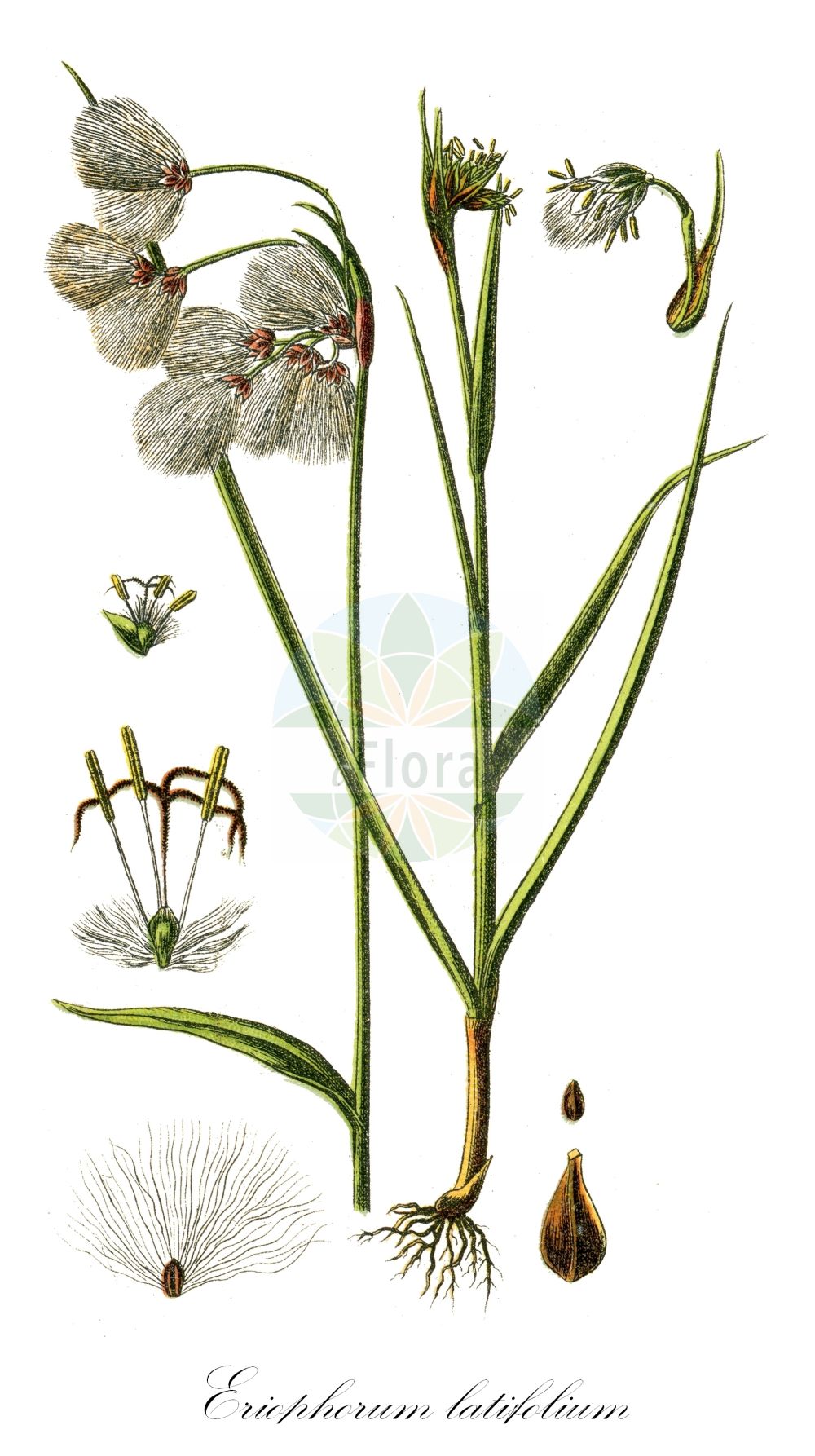 Historische Abbildung von Eriophorum latifolium (Breitblättriges Wollgras - Broad-leaved Cottongrass). Das Bild zeigt Blatt, Bluete, Frucht und Same. ---- Historical Drawing of Eriophorum latifolium (Breitblättriges Wollgras - Broad-leaved Cottongrass). The image is showing leaf, flower, fruit and seed.(Eriophorum latifolium,Breitblättriges Wollgras,Broad-leaved Cottongrass,Eriophorum latifolium,Breitblaettriges Wollgras,Broad-leaved Cottongrass,Fen Cotton-grass,Eriophorum,Wollgras,Cottongrass,Cyperaceae,Sauergräser,Sedge family,Blatt,Bluete,Frucht,Same,leaf,flower,fruit,seed,Sturm (1796f))