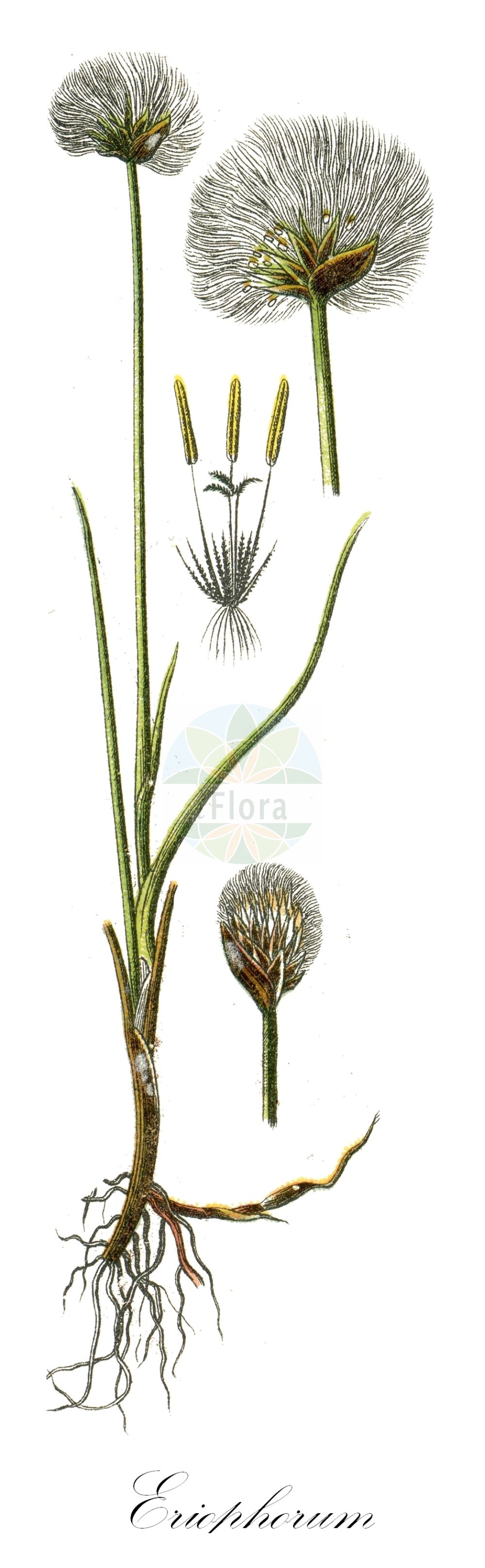 Historische Abbildung von Eriophorum scheuchzeri (Scheuchzers Wollgras - Scheuchzer's Cottongrass). Das Bild zeigt Blatt, Bluete, Frucht und Same. ---- Historical Drawing of Eriophorum scheuchzeri (Scheuchzers Wollgras - Scheuchzer's Cottongrass). The image is showing leaf, flower, fruit and seed.(Eriophorum scheuchzeri,Scheuchzers Wollgras,Scheuchzer's Cottongrass,Eriophorum scheuchzeri,Scheuchzers Wollgras,Scheuchzer's Cottongrass,White Cottongrass,Eriophorum,Wollgras,Cottongrass,Cyperaceae,Sauergräser,Sedge family,Blatt,Bluete,Frucht,Same,leaf,flower,fruit,seed,Sturm (1796f))