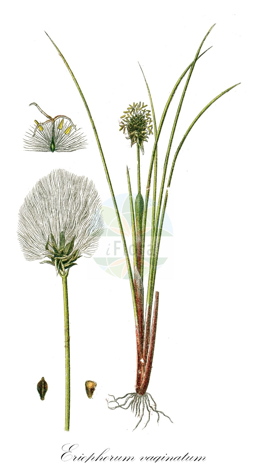 Historische Abbildung von Eriophorum vaginatum (Scheiden-Wollgras - Hare's-tail Cottongrass). Das Bild zeigt Blatt, Bluete, Frucht und Same. ---- Historical Drawing of Eriophorum vaginatum (Scheiden-Wollgras - Hare's-tail Cottongrass). The image is showing leaf, flower, fruit and seed.(Eriophorum vaginatum,Scheiden-Wollgras,Hare's-tail Cottongrass,Eriophorum vaginatum,Scheiden-Wollgras,Moor-Wollgras,Scheidiges Wollgras,Hare's-tail Cottongrass,Harestail,Tussock Cottongrass,Eriophorum,Wollgras,Cottongrass,Cyperaceae,Sauergräser,Sedge family,Blatt,Bluete,Frucht,Same,leaf,flower,fruit,seed,Sturm (1796f))