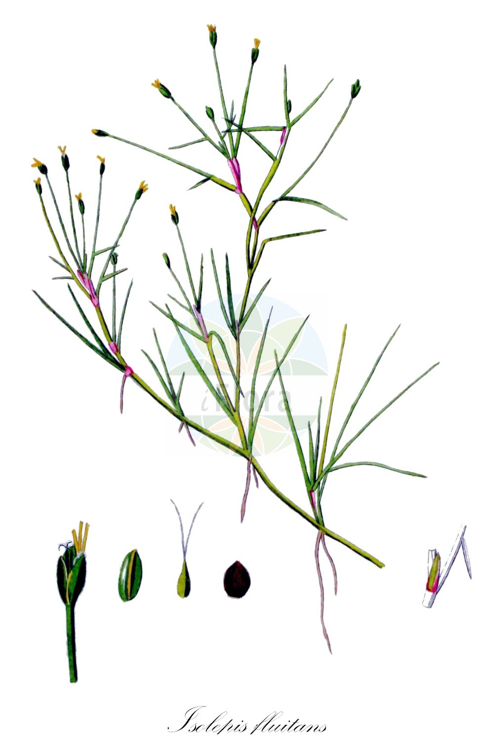 Historische Abbildung von Isolepis fluitans (Flutende Moorbinse - Floating Club-rush). Das Bild zeigt Blatt, Bluete, Frucht und Same. ---- Historical Drawing of Isolepis fluitans (Flutende Moorbinse - Floating Club-rush). The image is showing leaf, flower, fruit and seed.(Isolepis fluitans,Flutende Moorbinse,Floating Club-rush,Eleogiton fluitans,Isolepis fluitans,Scirpus fluitans,Flutende Moorbinse,Flutende Schuppensimse,Floating Club-rush,Floating Spikerush,Isolepis,Moorbinse,Bulrush,Cyperaceae,Sauergräser,Sedge family,Blatt,Bluete,Frucht,Same,leaf,flower,fruit,seed,Kops (1800-1934))