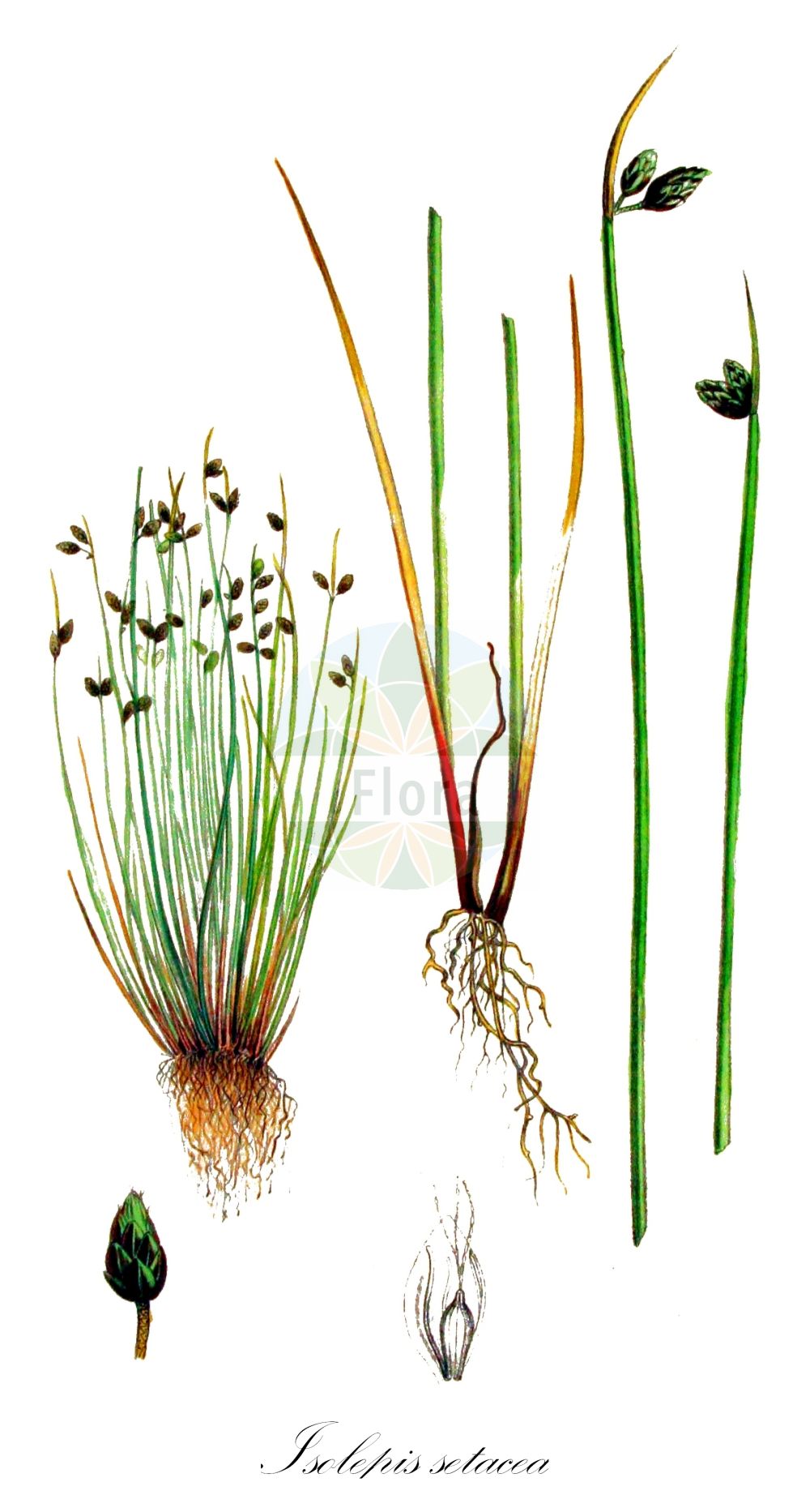 Historische Abbildung von Isolepis setacea (Borstige Moorbinse - Bristle Club-rush). Das Bild zeigt Blatt, Bluete, Frucht und Same. ---- Historical Drawing of Isolepis setacea (Borstige Moorbinse - Bristle Club-rush). The image is showing leaf, flower, fruit and seed.(Isolepis setacea,Borstige Moorbinse,Bristle Club-rush,Isolepis setacea,Scirpus setaceus,Borstige Moorbinse,Borsten-Moorbinse,Borstige Schuppensimse,Bristle Club-rush,Bristleleaf Bulrush,Isolepis,Moorbinse,Bulrush,Cyperaceae,Sauergräser,Sedge family,Blatt,Bluete,Frucht,Same,leaf,flower,fruit,seed,Kops (1800-1934))