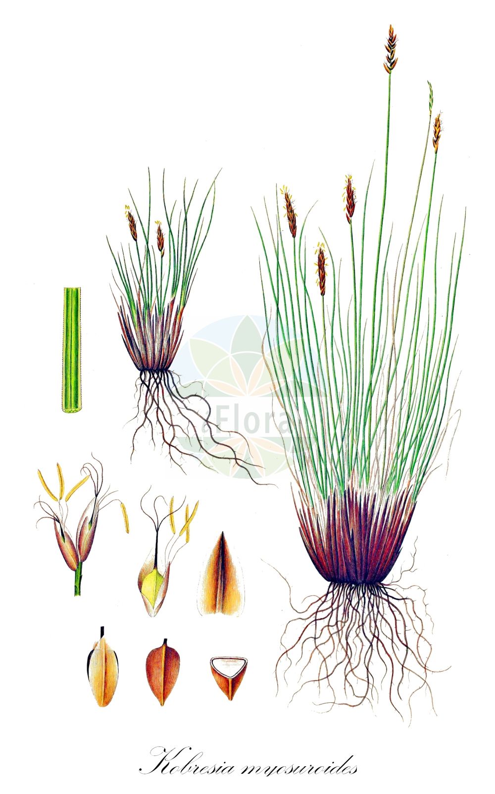 Historische Abbildung von Kobresia myosuroides (Nacktried - Bellardi Bog Sedge). Das Bild zeigt Blatt, Bluete, Frucht und Same. ---- Historical Drawing of Kobresia myosuroides (Nacktried - Bellardi Bog Sedge). The image is showing leaf, flower, fruit and seed.(Kobresia myosuroides,Nacktried,Bellardi Bog Sedge,Carex bellardii,Elyna bellardii,Elyna myosuroides,Elyna scirpina,Elyna spicata,Kobresia bellardii,Kobresia myosuroides,Kobresia scirpina,Nacktried,Ährensegge,Nacktriet,Bellardi Bog Sedge,Kobresia,Schuppenried,Bog Sedge,Cyperaceae,Sauergräser,Sedge family,Blatt,Bluete,Frucht,Same,leaf,flower,fruit,seed,Oeder (1761-1883))