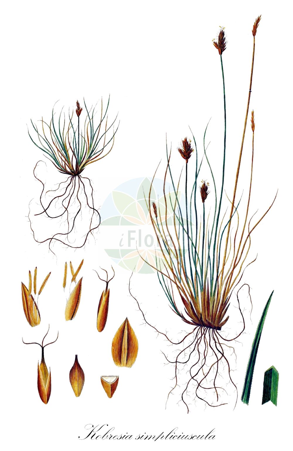 Historische Abbildung von Kobresia simpliciuscula (Zweiteiliges Schuppenried - False Sedge). Das Bild zeigt Blatt, Bluete, Frucht und Same. ---- Historical Drawing of Kobresia simpliciuscula (Zweiteiliges Schuppenried - False Sedge). The image is showing leaf, flower, fruit and seed.(Kobresia simpliciuscula,Zweiteiliges Schuppenried,False Sedge,Carex bipartita,Carex simpliciuscula,Kobresia bipartita,Kobresia caricina,Kobresia simpliciuscula,Zweiteiliges Schuppenried,Schuppenried,Schuppensegge,False Sedge,Simple Bog Sedge,Simple Kobresia,Kobresia,Schuppenried,Bog Sedge,Cyperaceae,Sauergräser,Sedge family,Blatt,Bluete,Frucht,Same,leaf,flower,fruit,seed,Oeder (1761-1883))