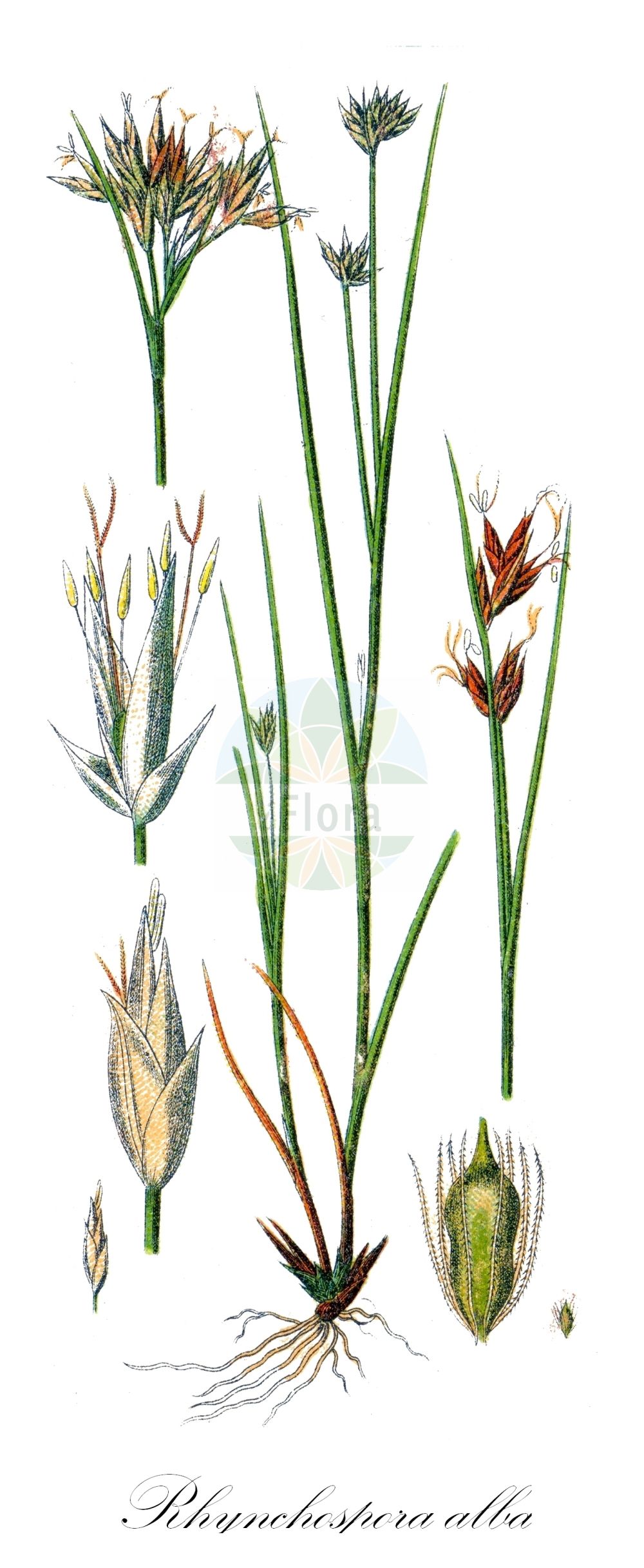 Historische Abbildung von Rhynchospora alba (Weißes Schnabelried - White Beak-Sedge). Das Bild zeigt Blatt, Bluete, Frucht und Same. ---- Historical Drawing of Rhynchospora alba (Weißes Schnabelried - White Beak-Sedge). The image is showing leaf, flower, fruit and seed.(Rhynchospora alba,Weißes Schnabelried,White Beak-Sedge,Rhynchospora alba,Schoenus albus,Weisses Schnabelried,White Beak-Sedge,Rhynchospora,Schnabelbinse,Beaksedge,Cyperaceae,Sauergräser,Sedge family,Blatt,Bluete,Frucht,Same,leaf,flower,fruit,seed,Sturm (1796f))